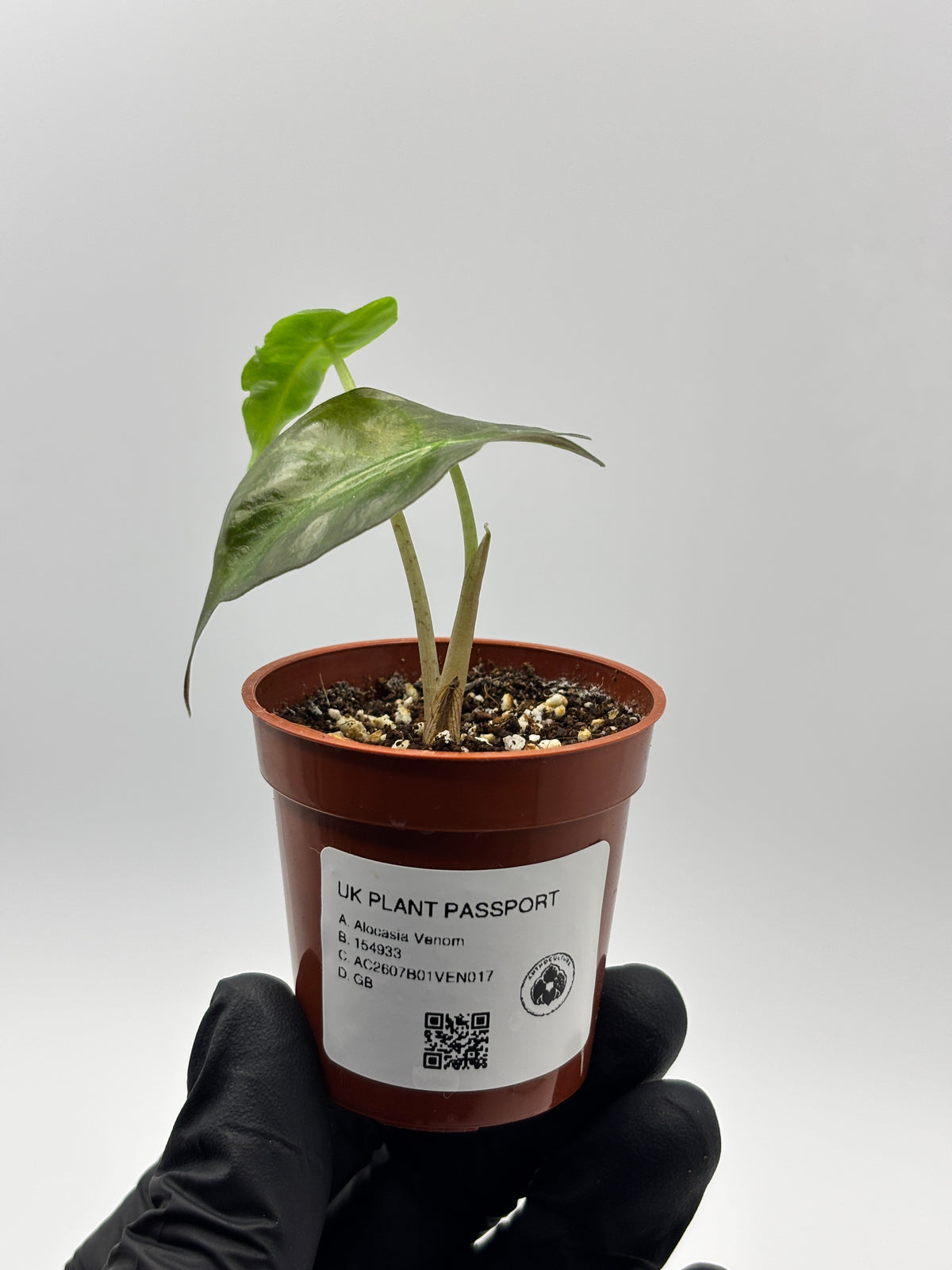 Alocasia Venom #17 exact plant photo 2