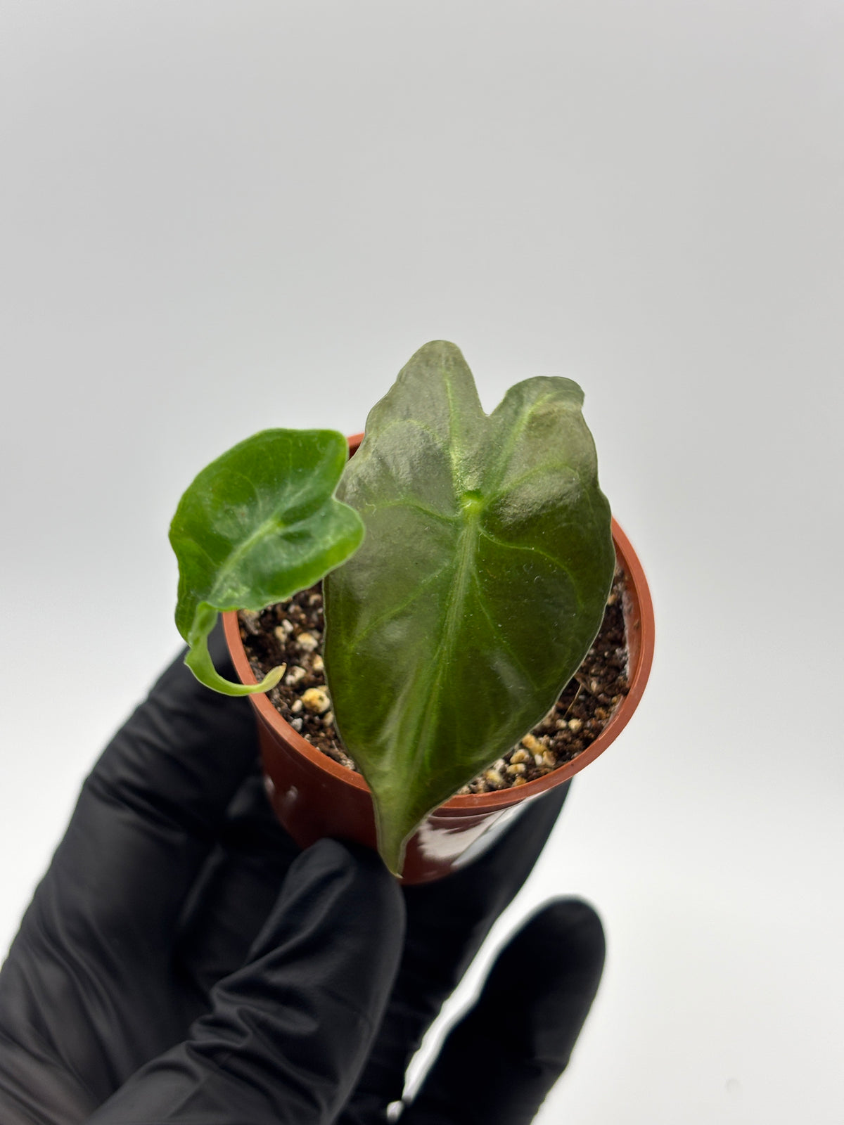 Alocasia Venom #17 exact plant photo 3