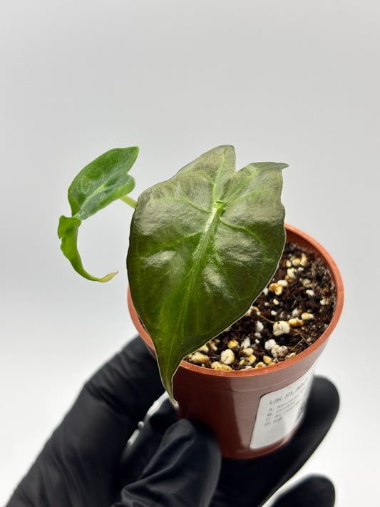 Alocasia Venom #17 exact plant photo 1