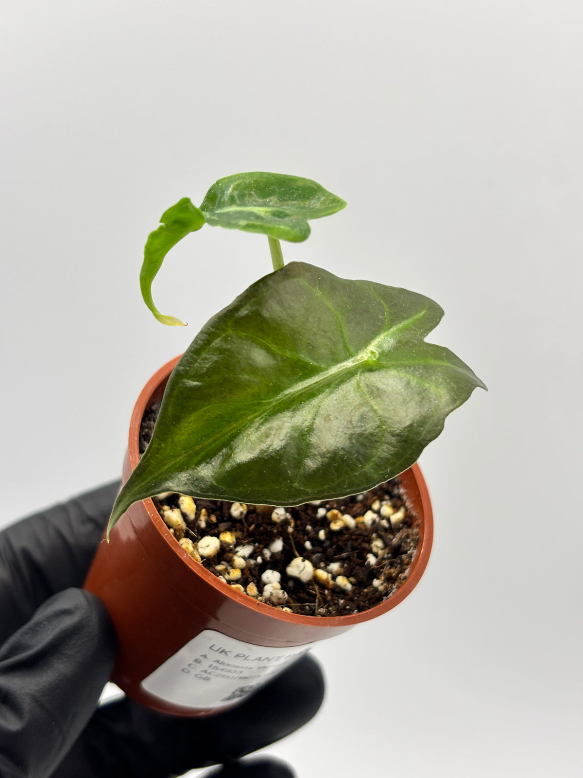 Alocasia Venom #17 exact plant photo 4