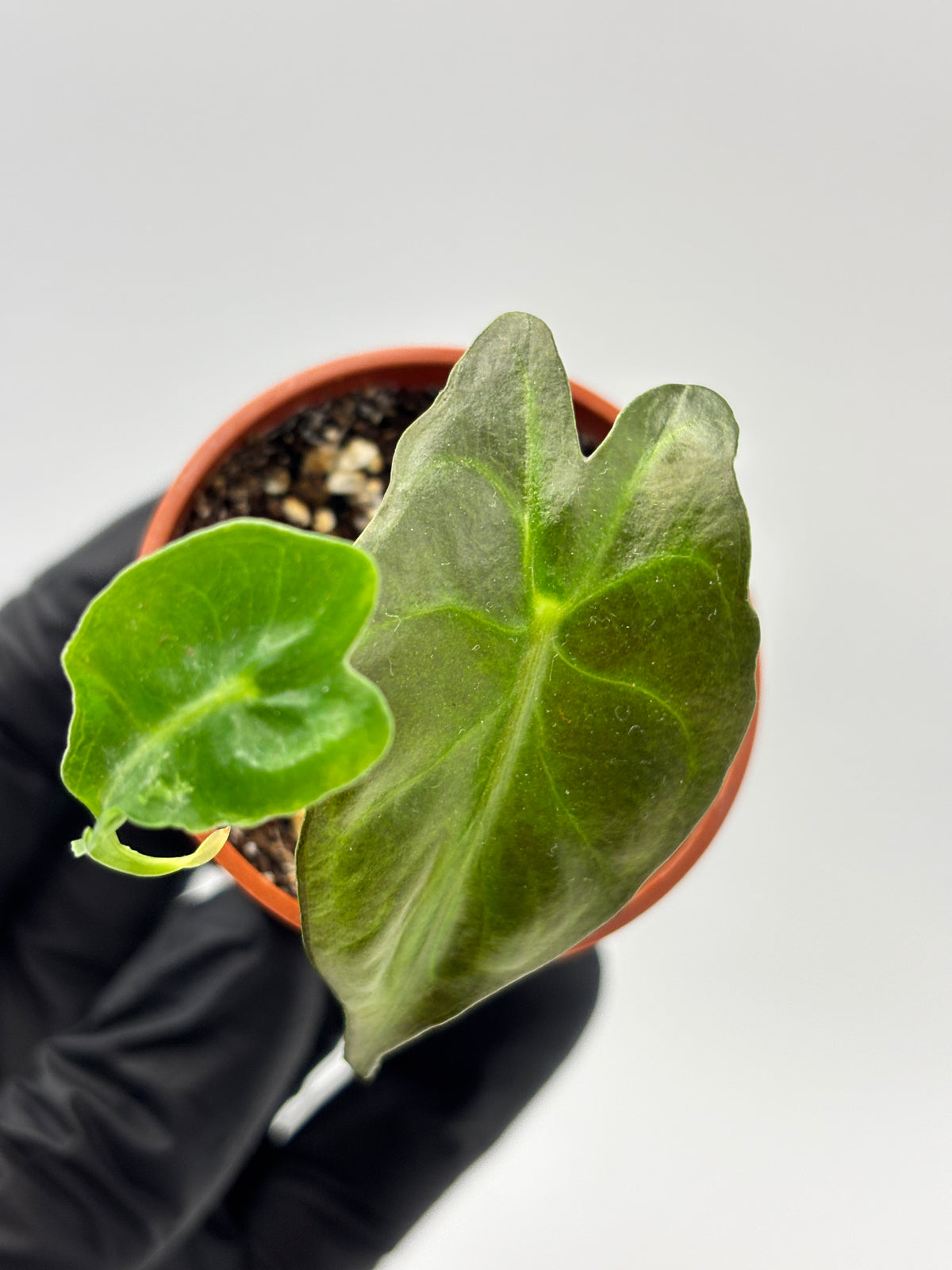 Alocasia Venom #17 exact plant photo 5