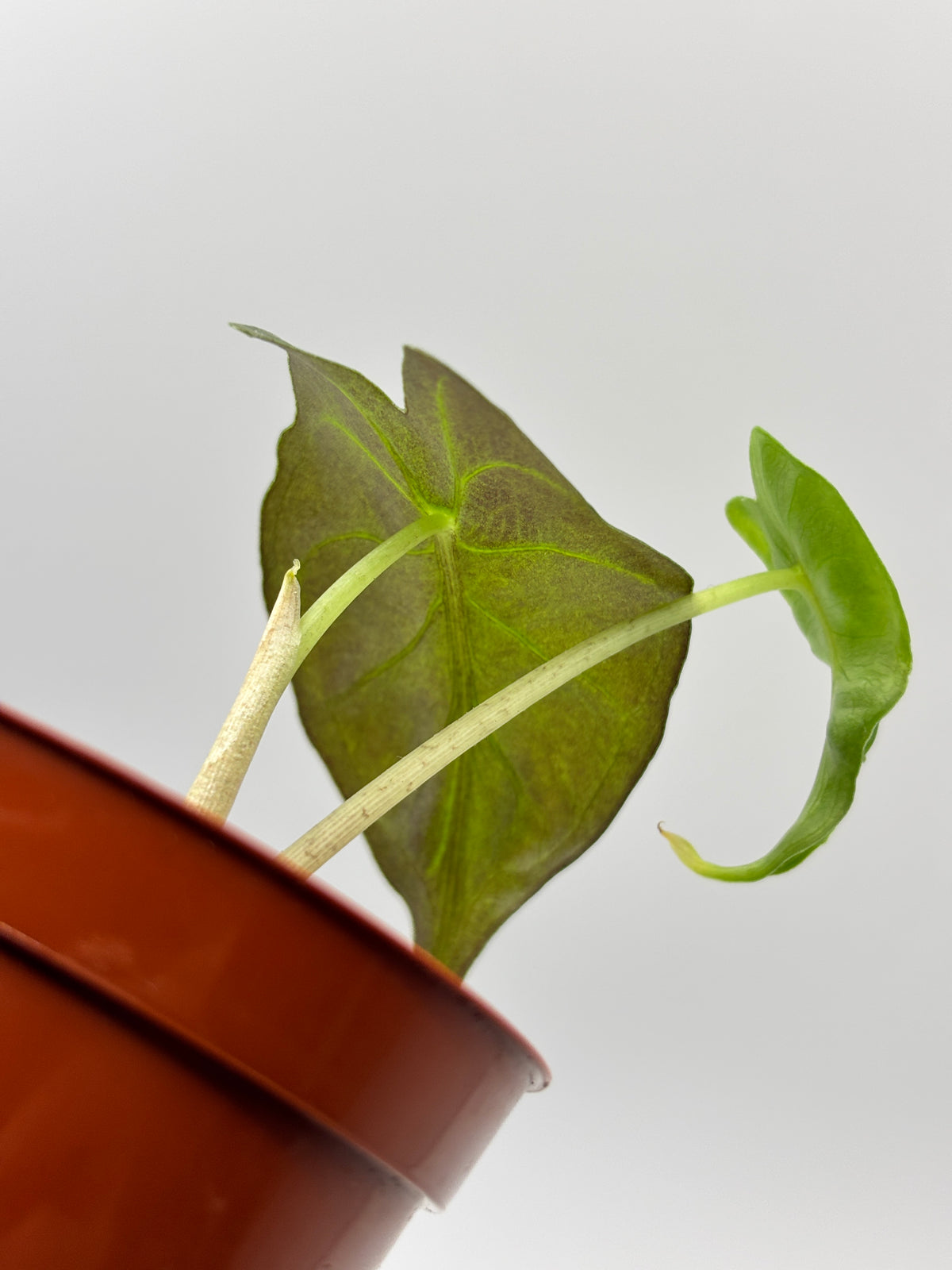 Alocasia Venom #17 exact plant photo 6