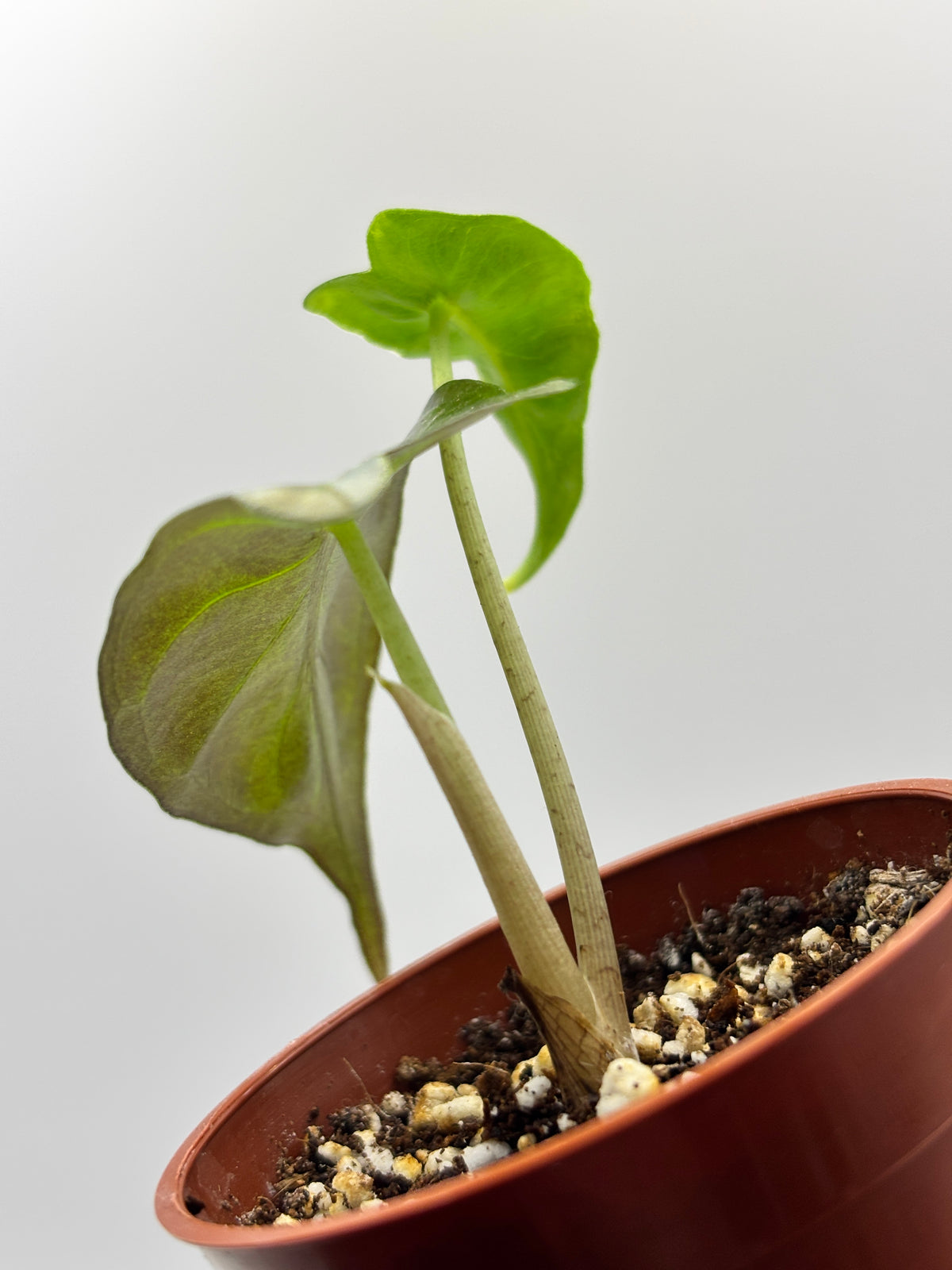 Alocasia Venom #17 exact plant photo 7