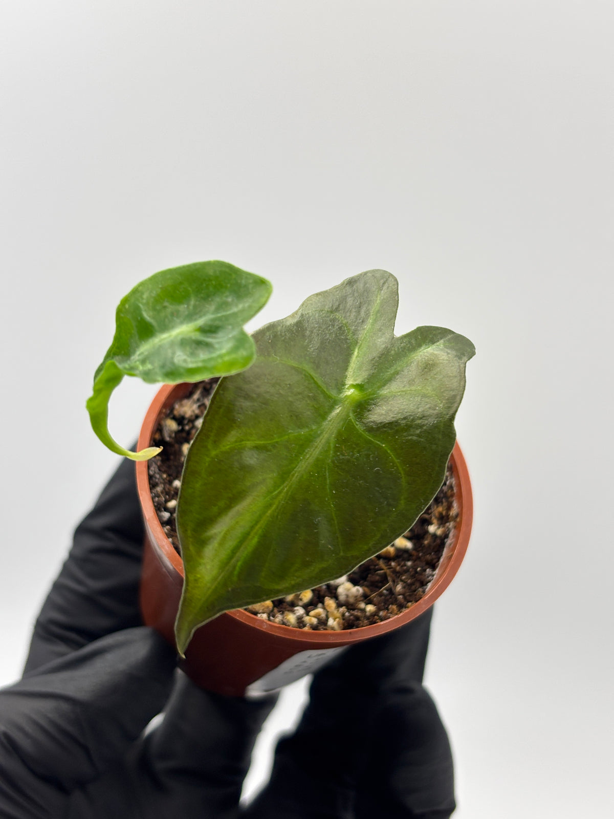 Alocasia Venom #17 exact plant photo 8