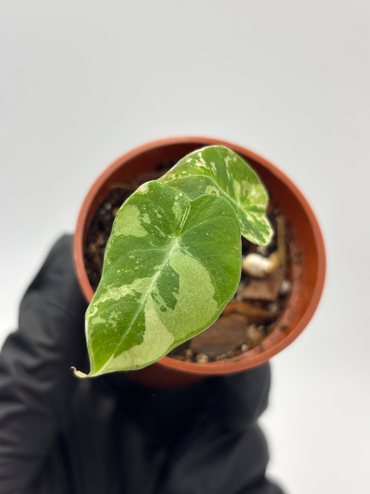 Alocasia Black Velvet Pink Variegated #09