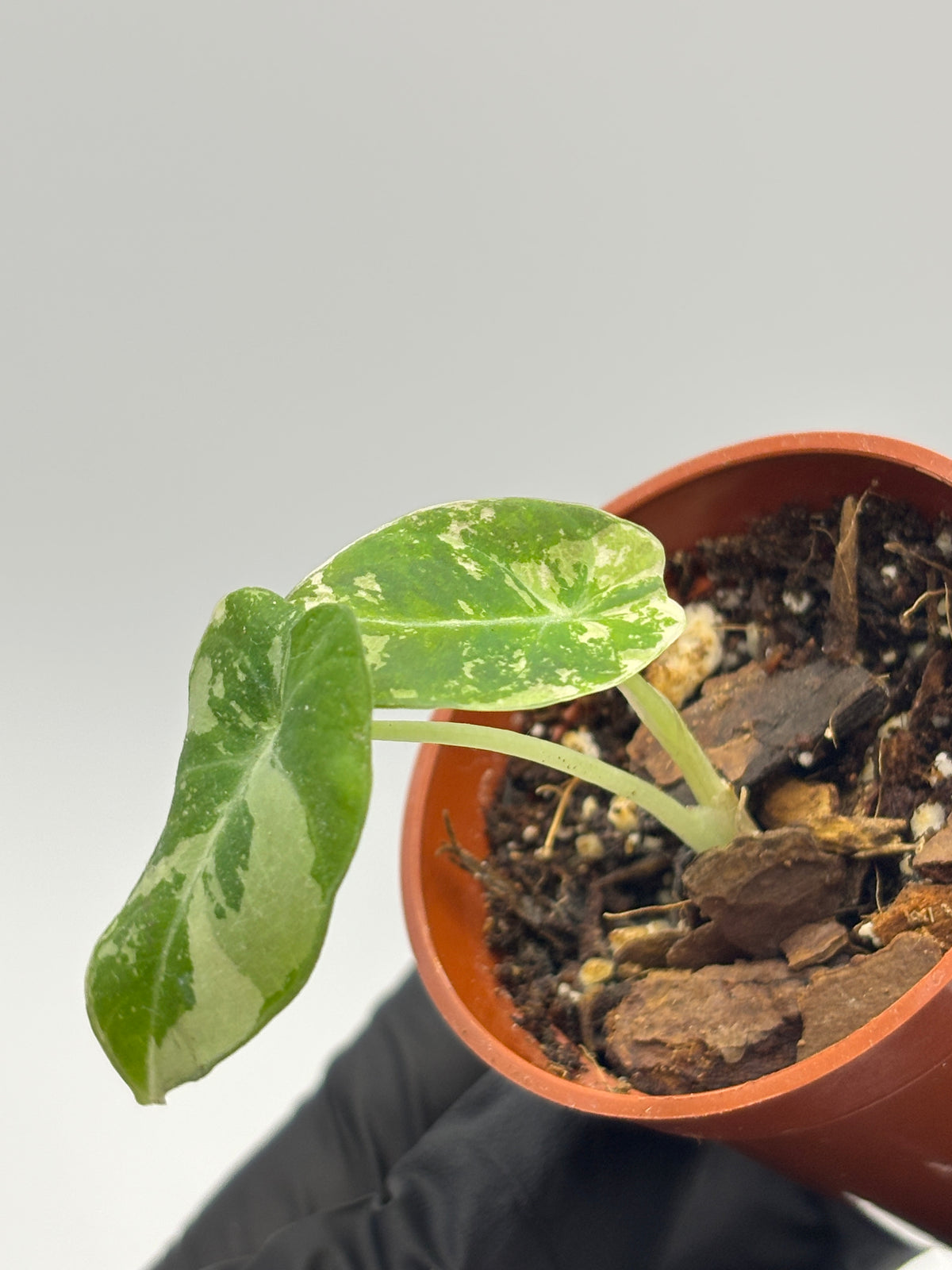 Alocasia Black Velvet Pink Variegated #09