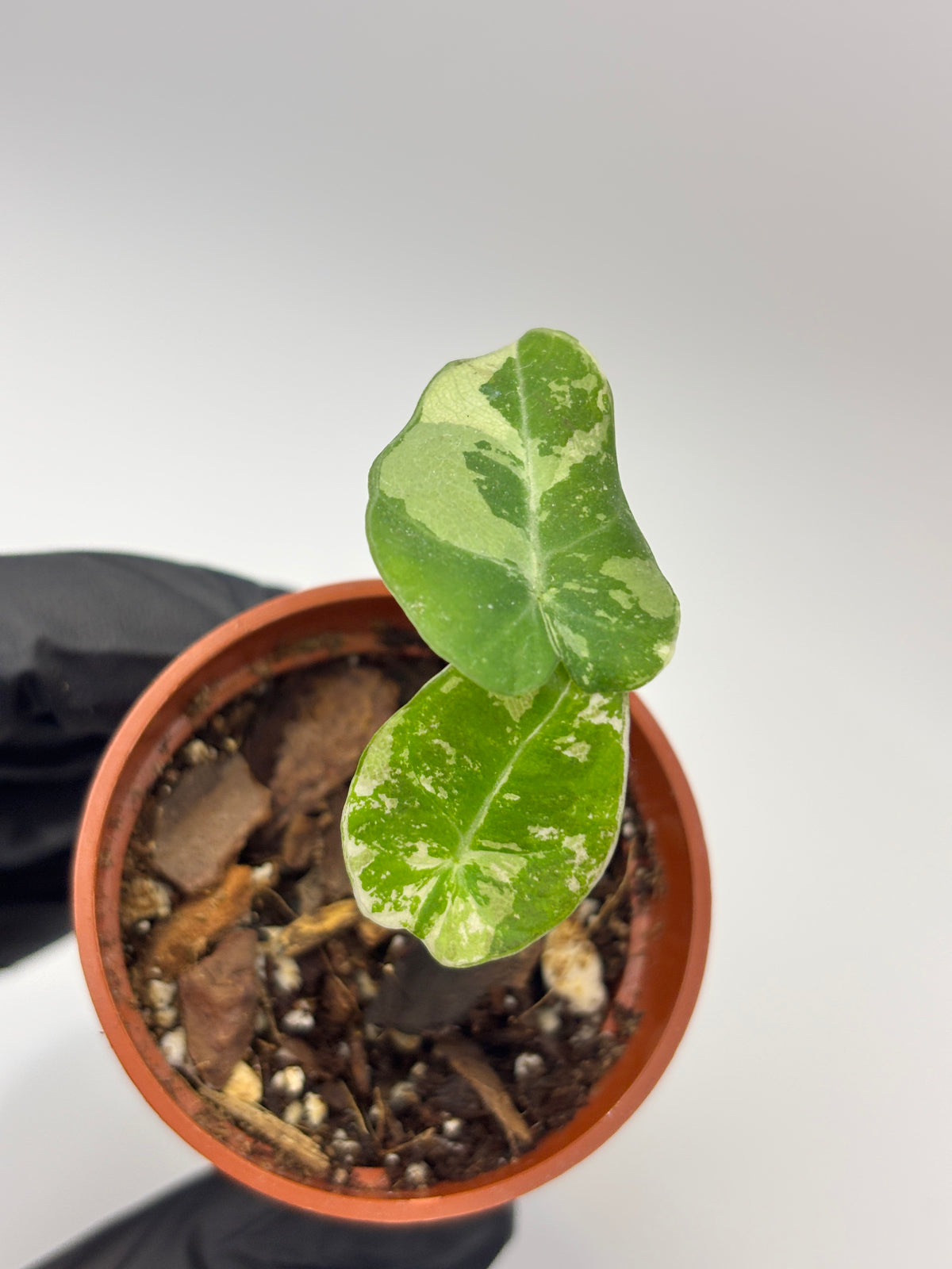 Alocasia Black Velvet Pink Variegated #09