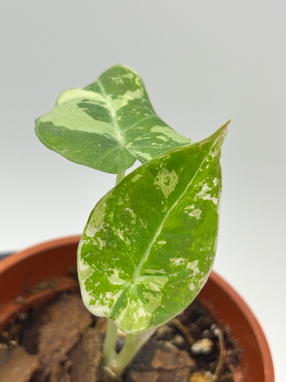Alocasia Black Velvet Pink Variegated #09