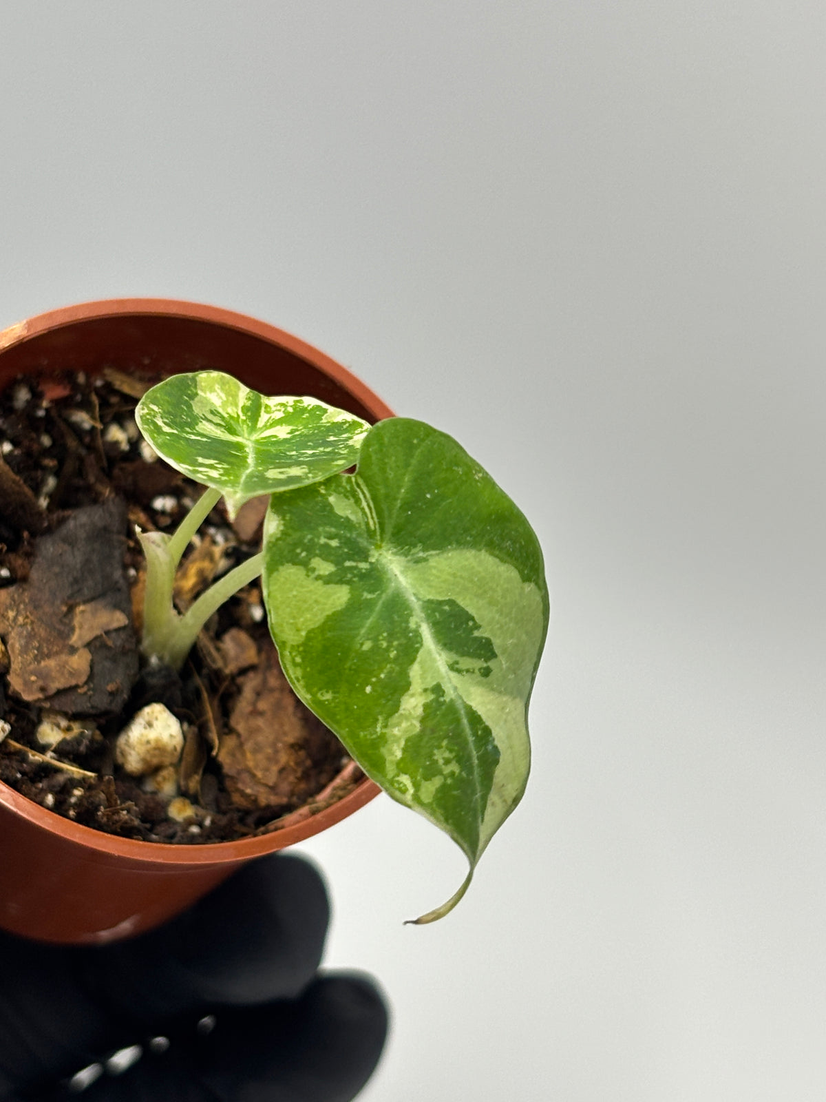 Alocasia Black Velvet Pink Variegated #09