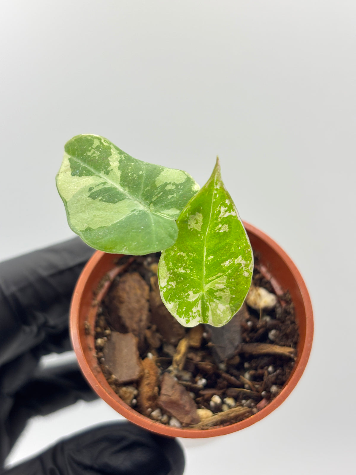 Alocasia Black Velvet Pink Variegated #09