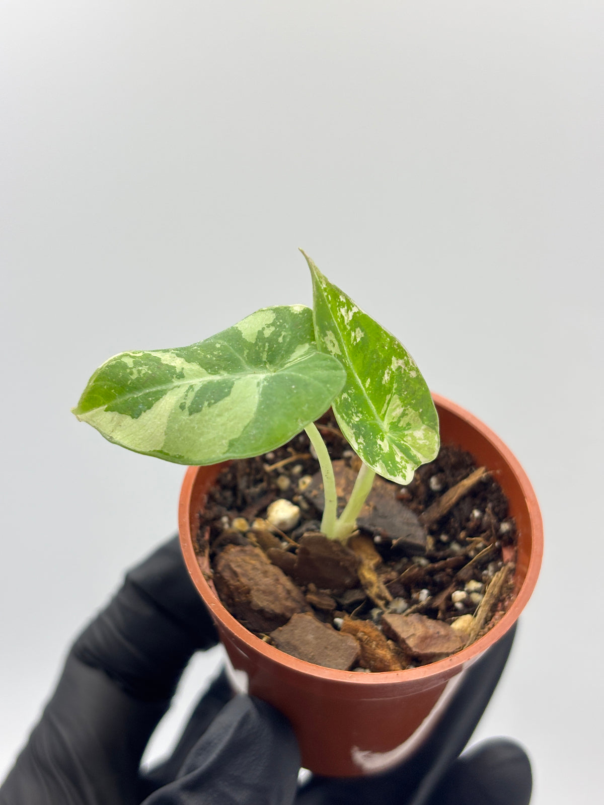 Alocasia Black Velvet Pink Variegated #09