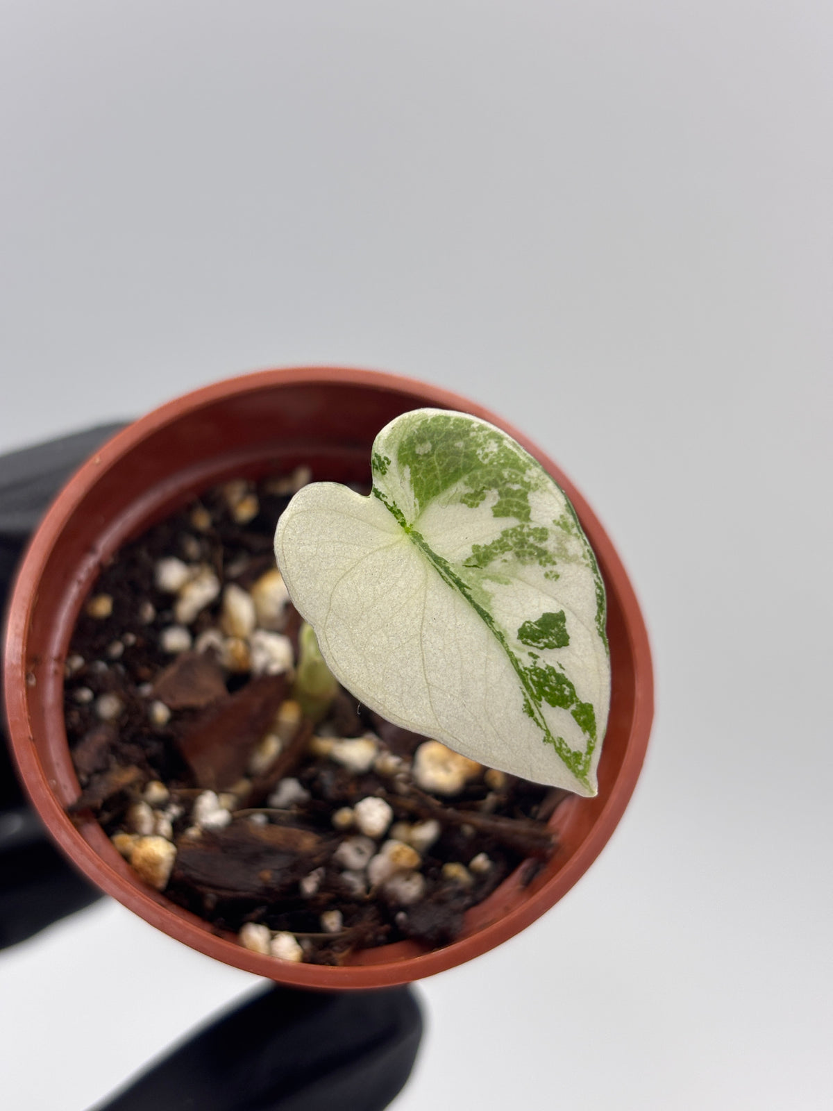 Alocasia Black Velvet Pink Variegated #1 exact plant photo 5