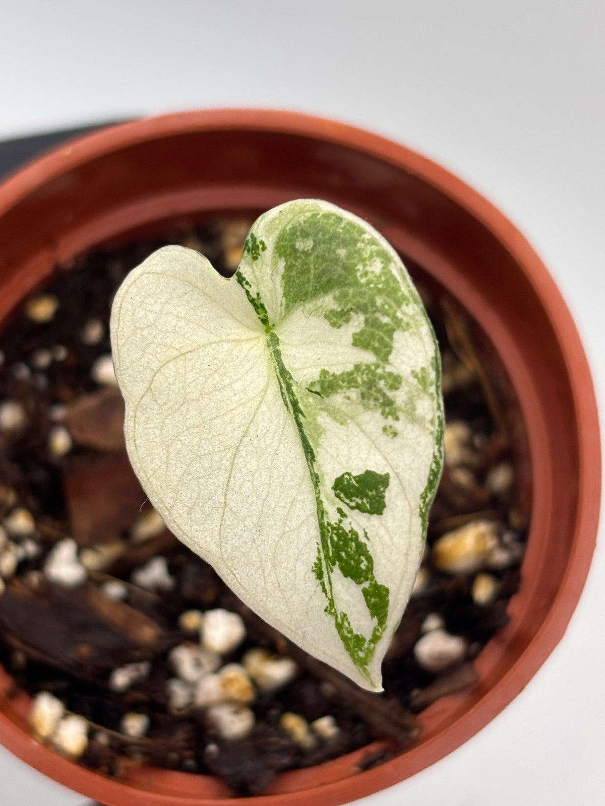 Alocasia Black Velvet Pink Variegated #1 exact plant photo 2