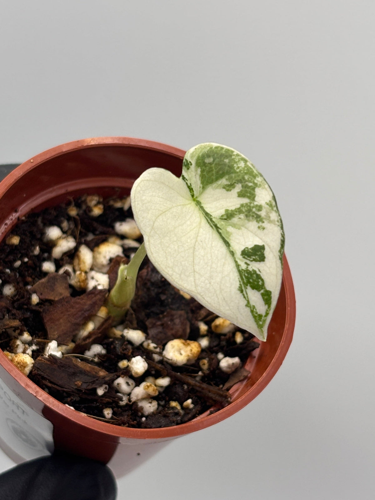 Alocasia Black Velvet Pink Variegated #1 exact plant photo 1