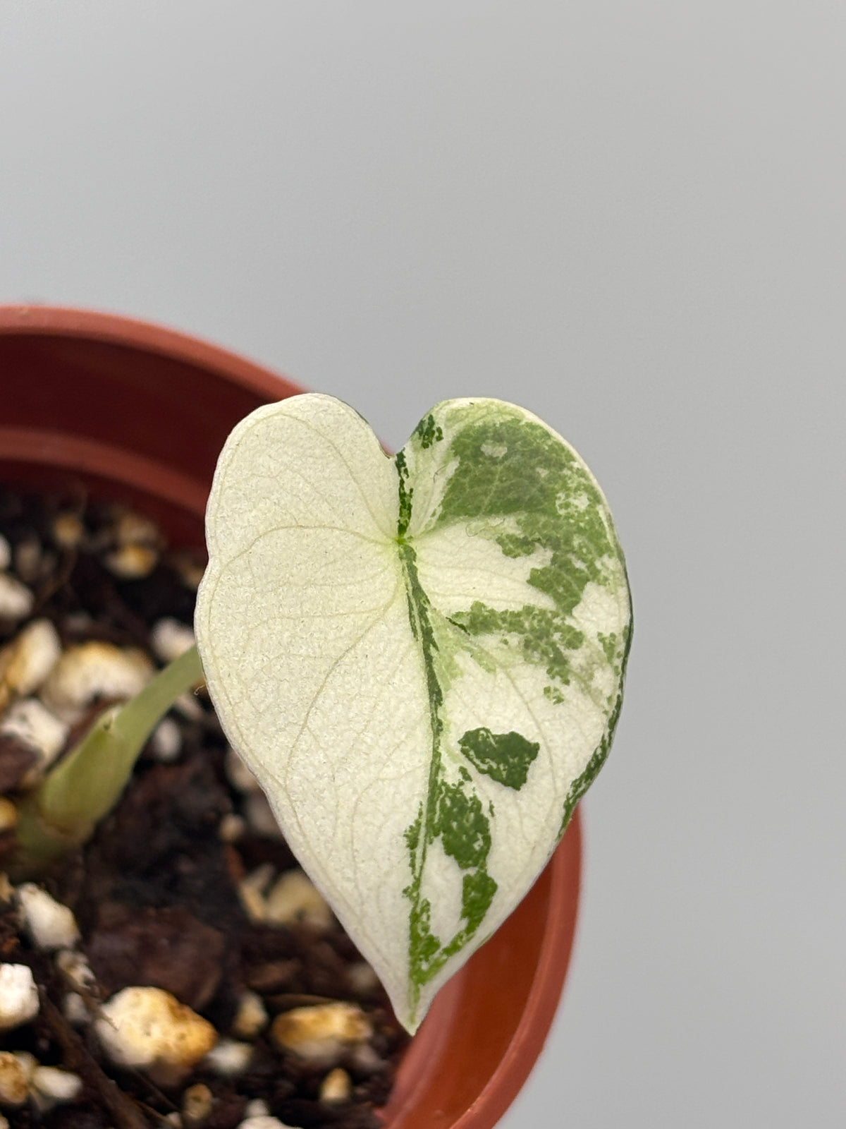 Alocasia Black Velvet Pink Variegated #1 exact plant photo 7