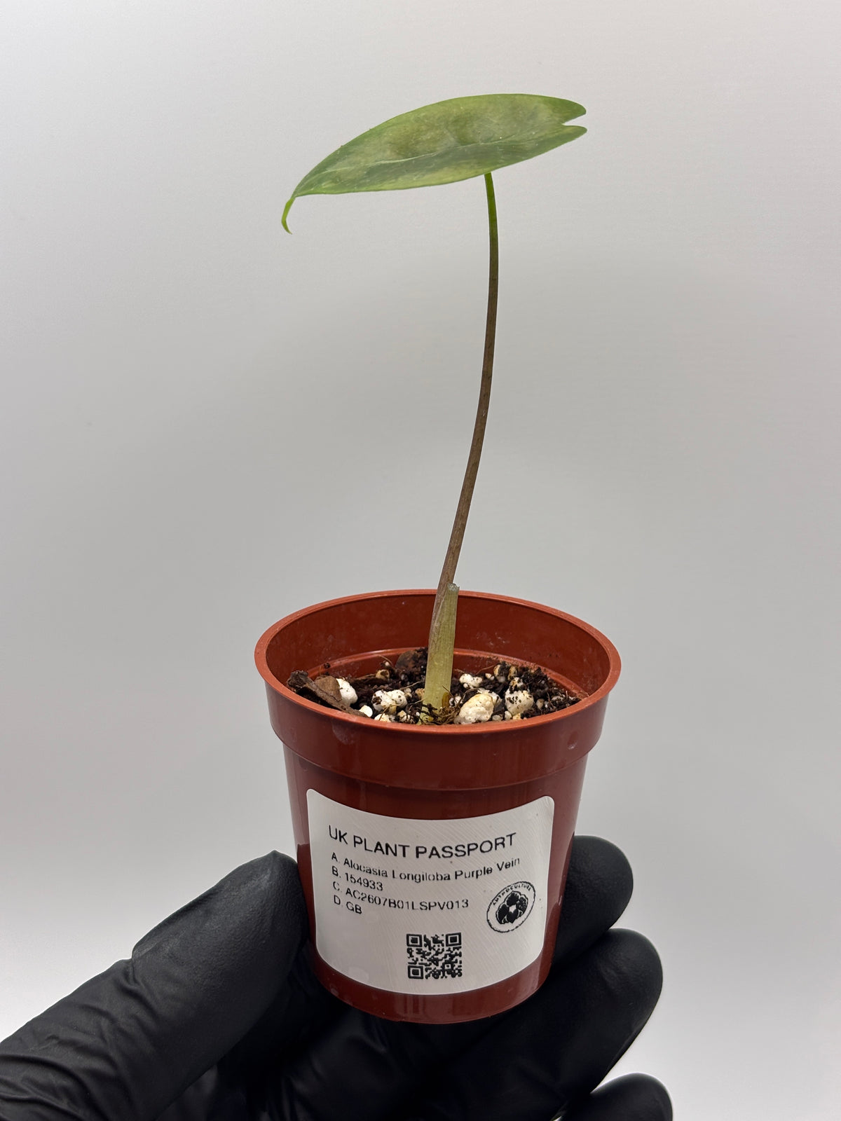 Alocasia Longiloba Suhirmaniana Purple Vein #13 exact plant photo 6