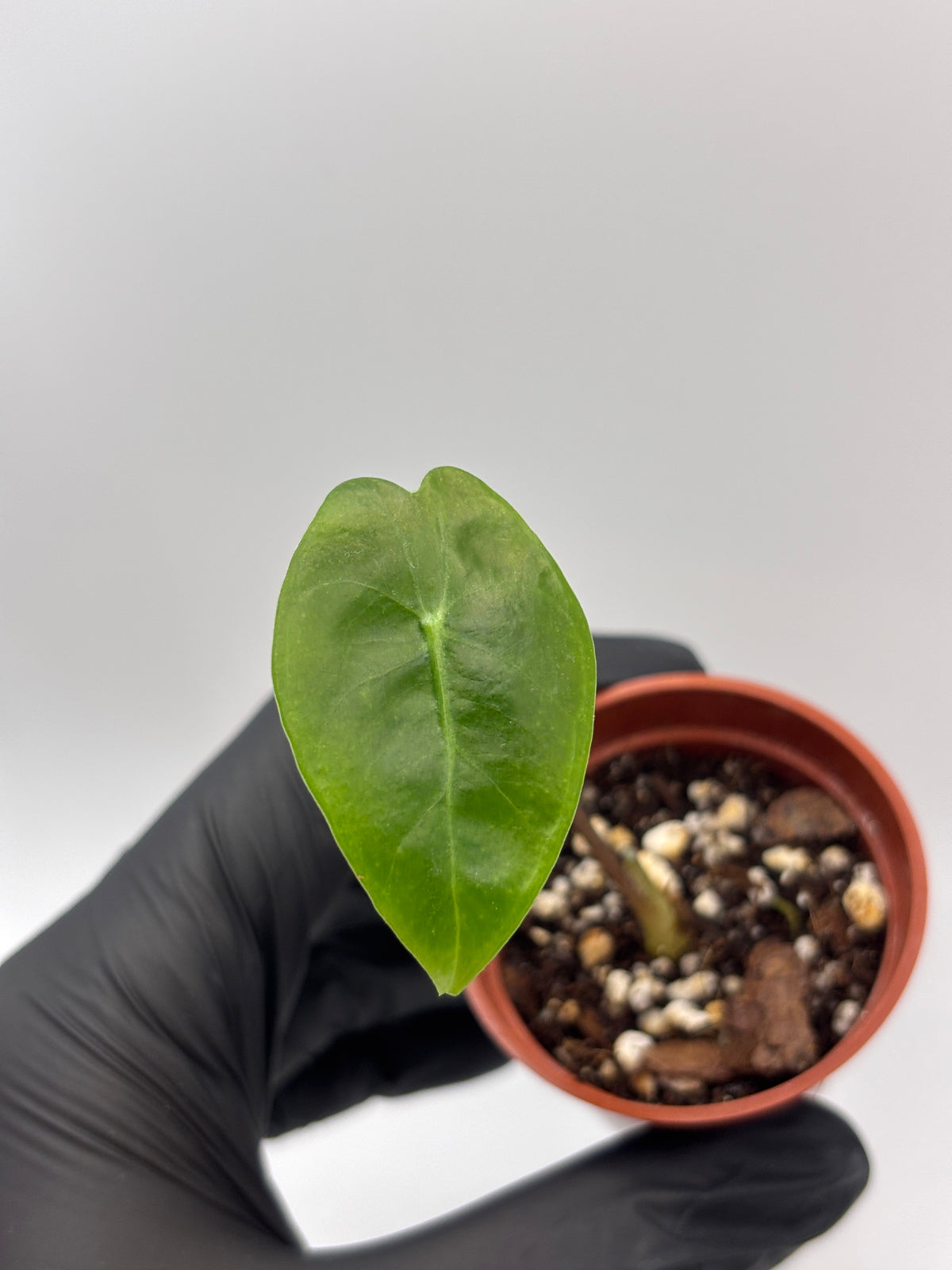 Alocasia Longiloba Suhirmaniana Purple Vein #13 exact plant photo 3