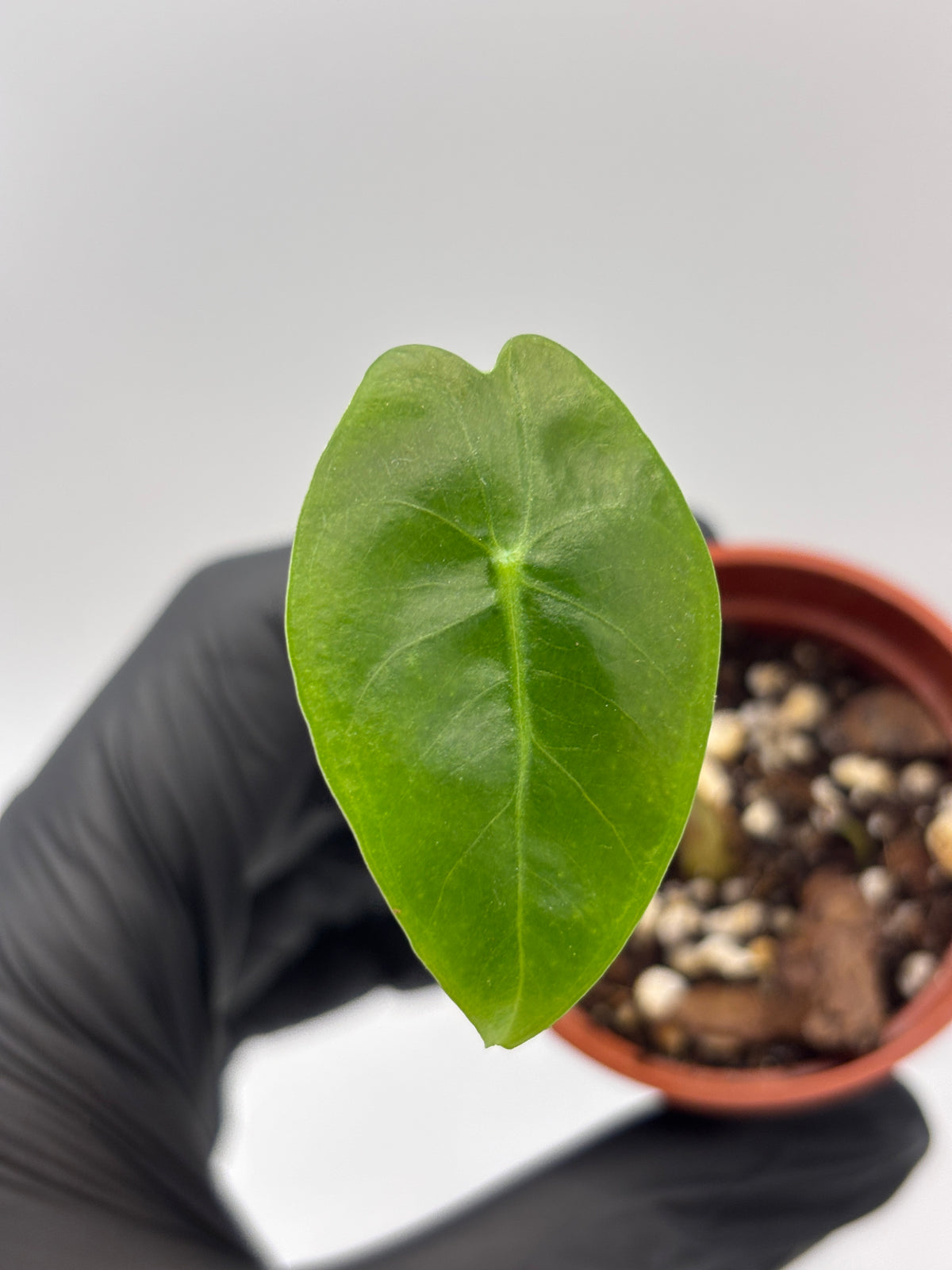 Alocasia Longiloba Suhirmaniana Purple Vein #13 exact plant photo 4