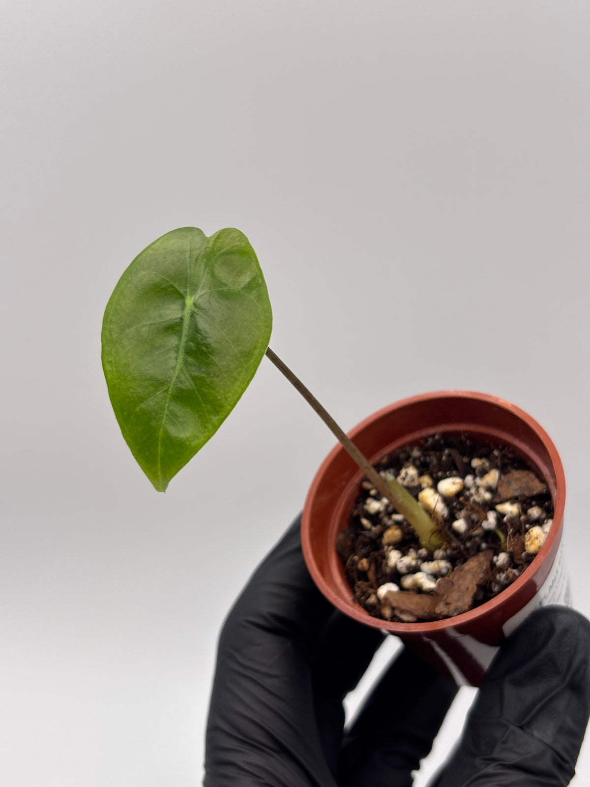 Alocasia Longiloba Suhirmaniana Purple Vein #13 exact plant photo 2