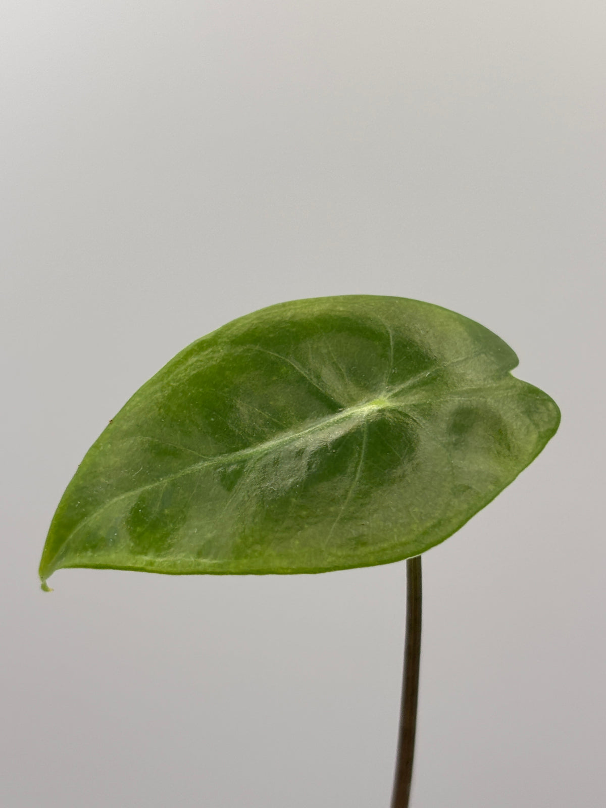 Alocasia Longiloba Suhirmaniana Purple Vein #13 exact plant photo 5