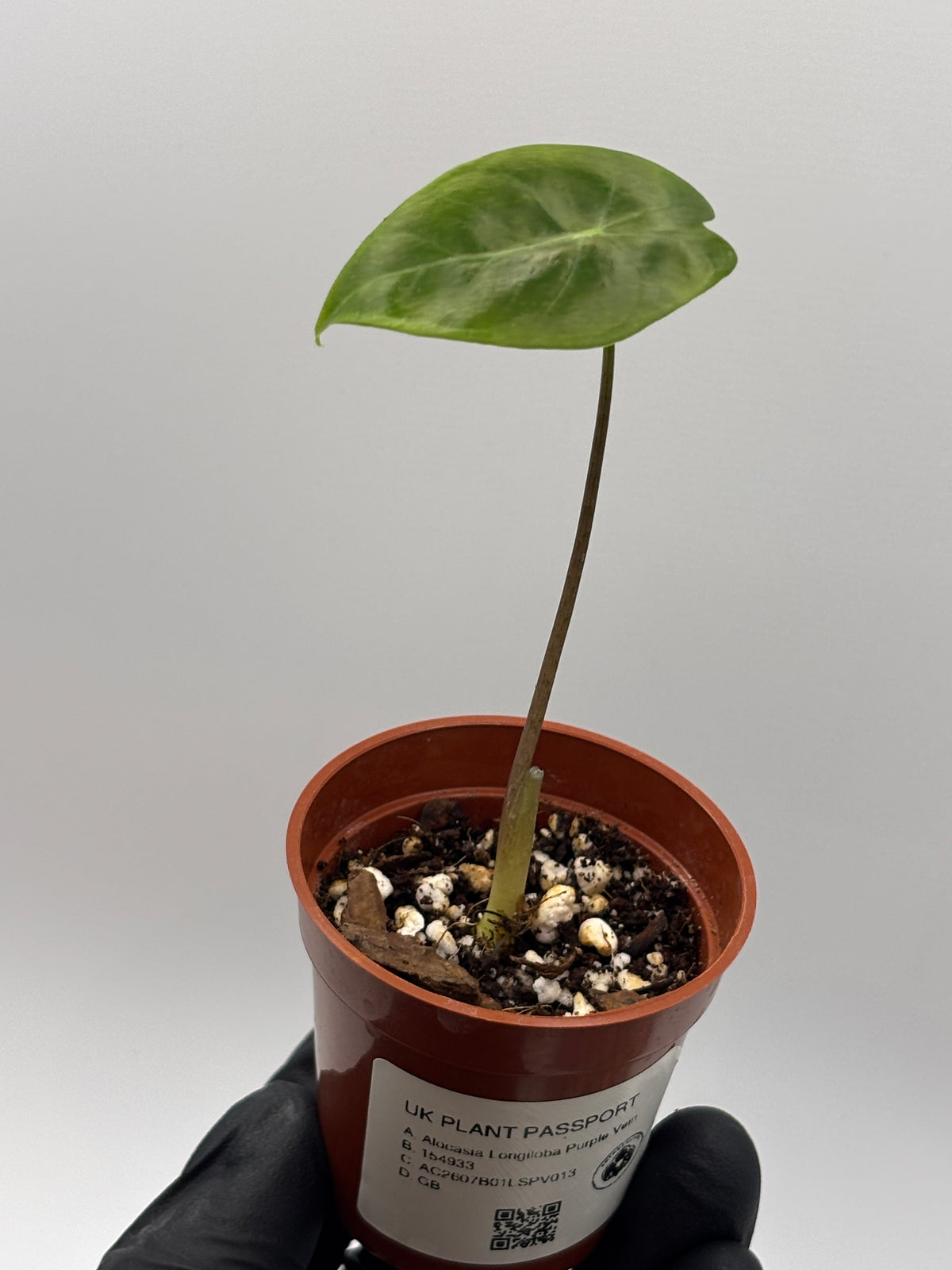 Alocasia Longiloba Suhirmaniana Purple Vein #13 exact plant photo 7