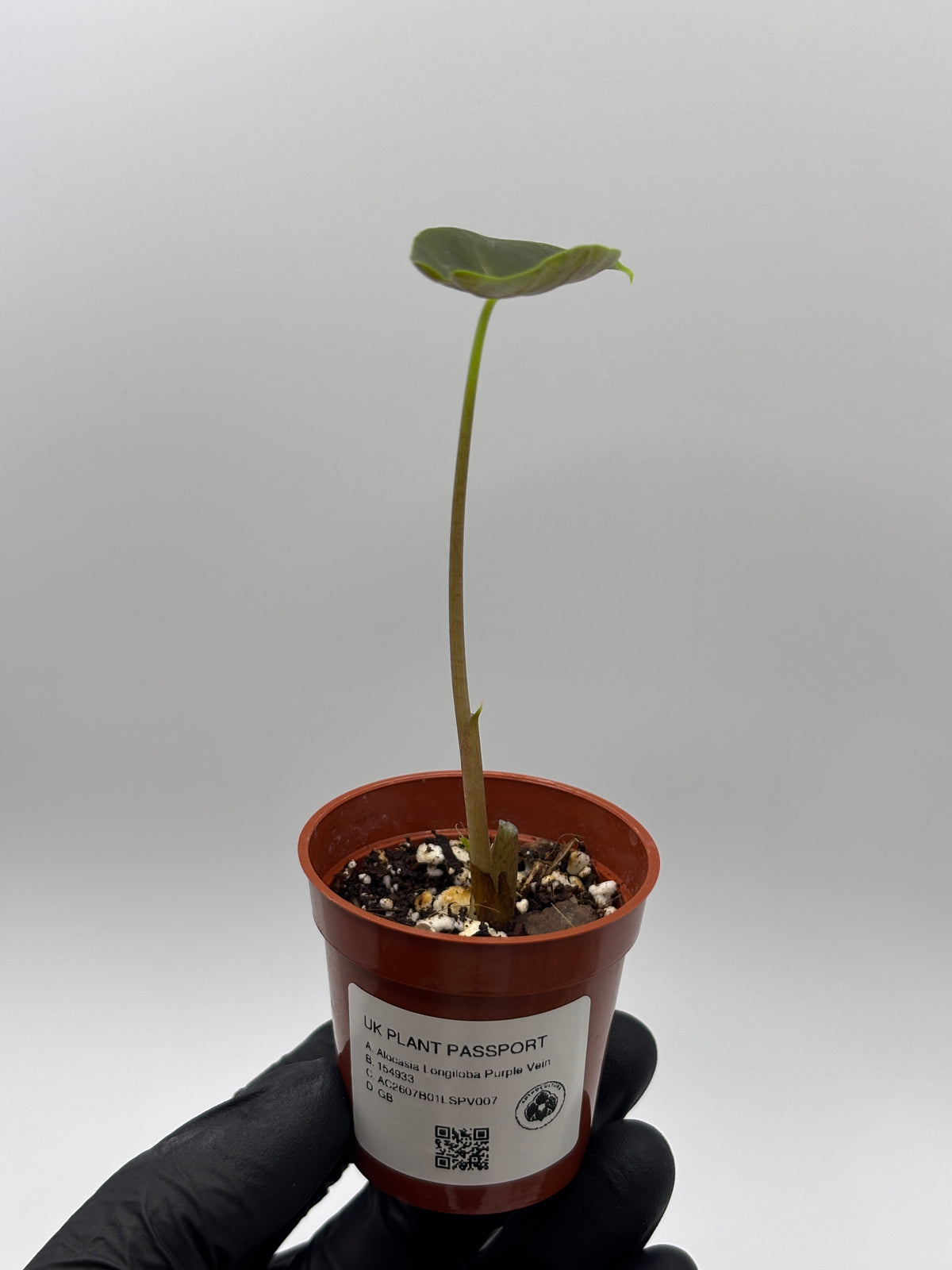 Alocasia Longiloba Suhirmaniana Purple Vein #13 exact plant photo 6