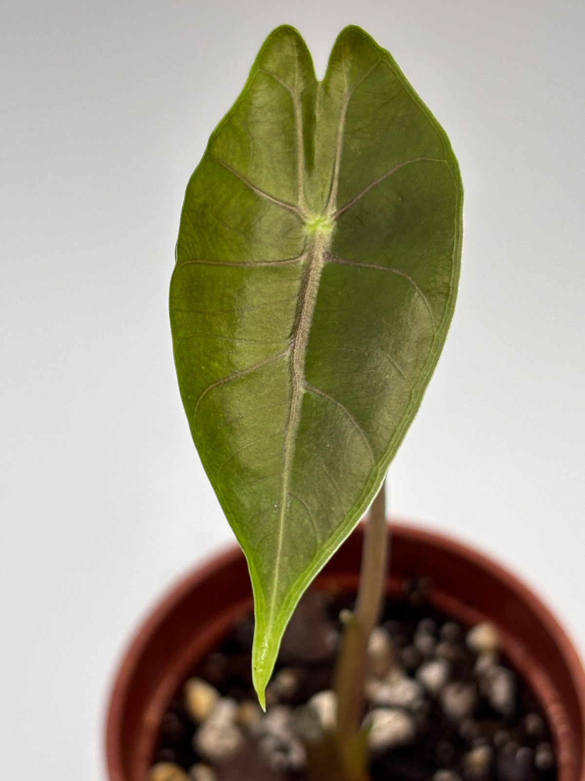 Alocasia Longiloba Suhirmaniana Purple Vein #13 exact plant photo 3