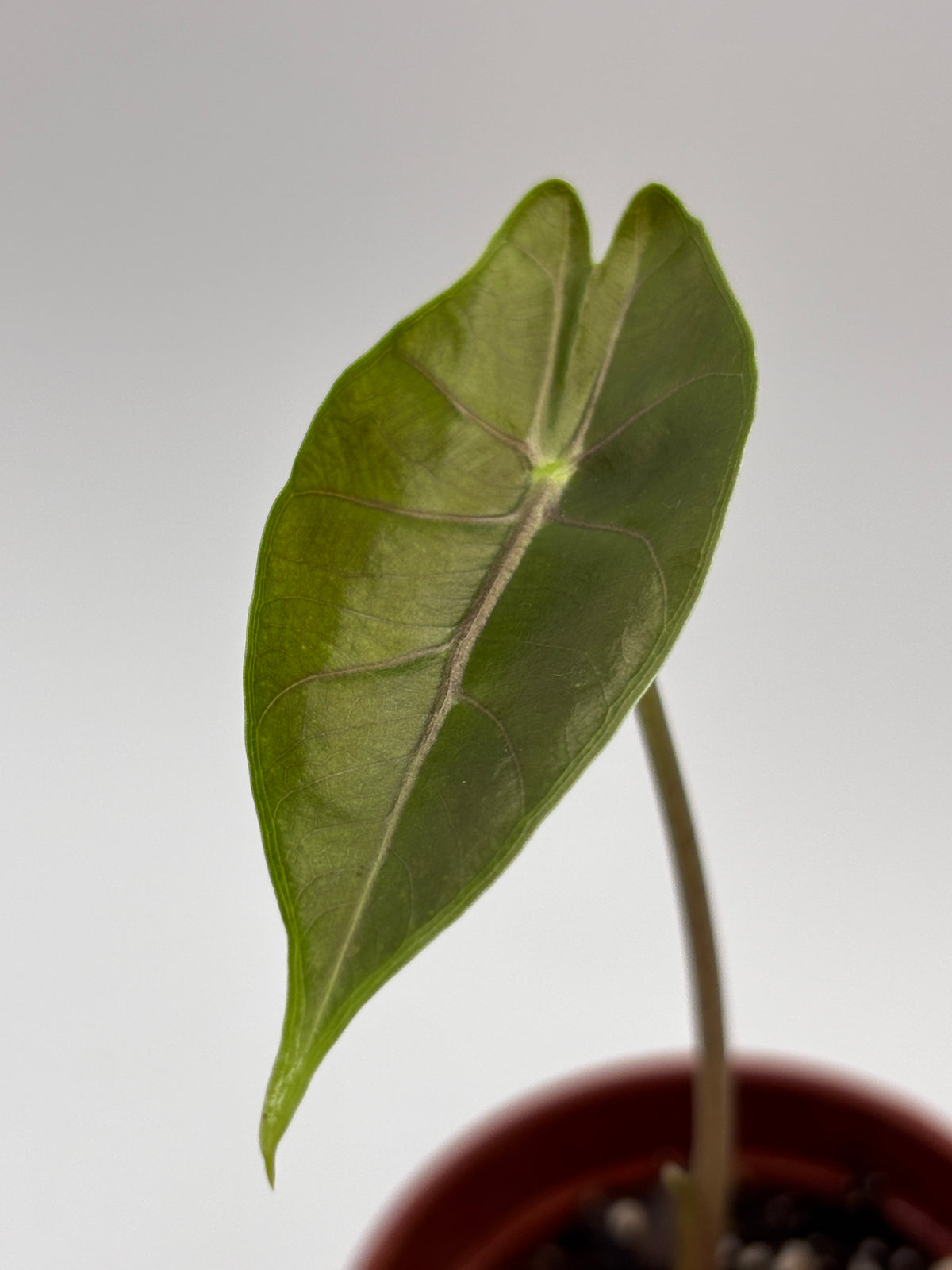 Alocasia Longiloba Suhirmaniana Purple Vein #13 exact plant photo 5