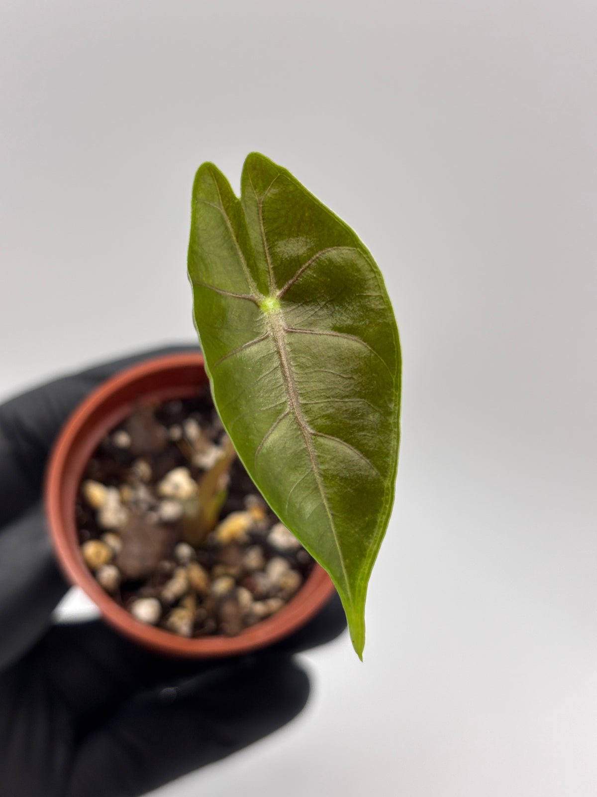 Alocasia Longiloba Suhirmaniana Purple Vein #13 exact plant photo 1