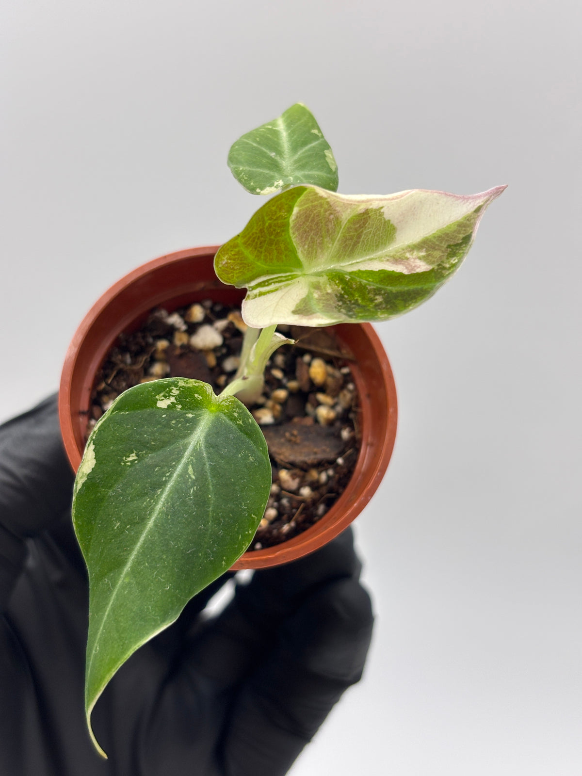 Alocasia Black Velvet Pink Variegated #7 exact plant photo 2