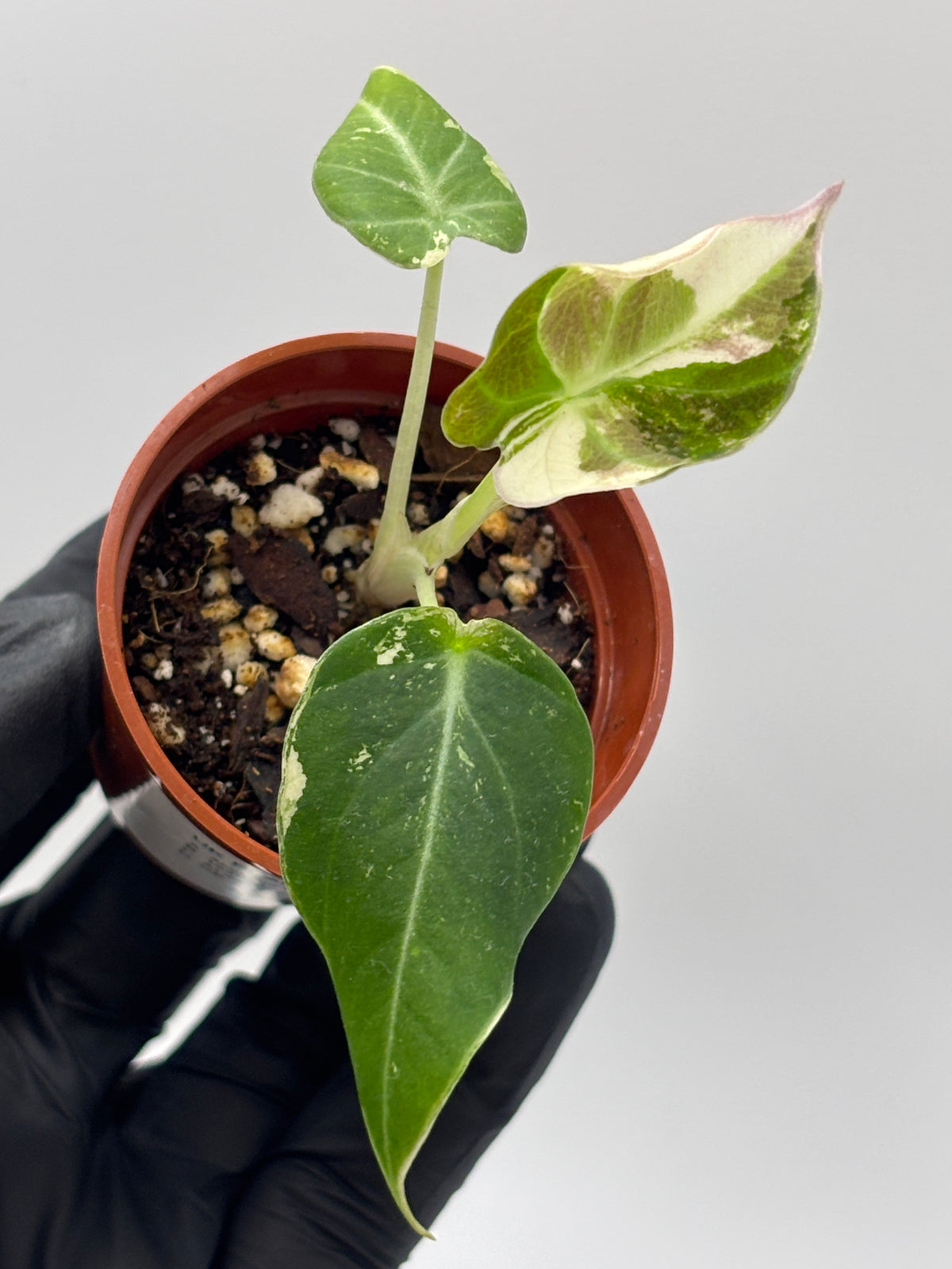 Alocasia Black Velvet Pink Variegated #7 exact plant photo 4
