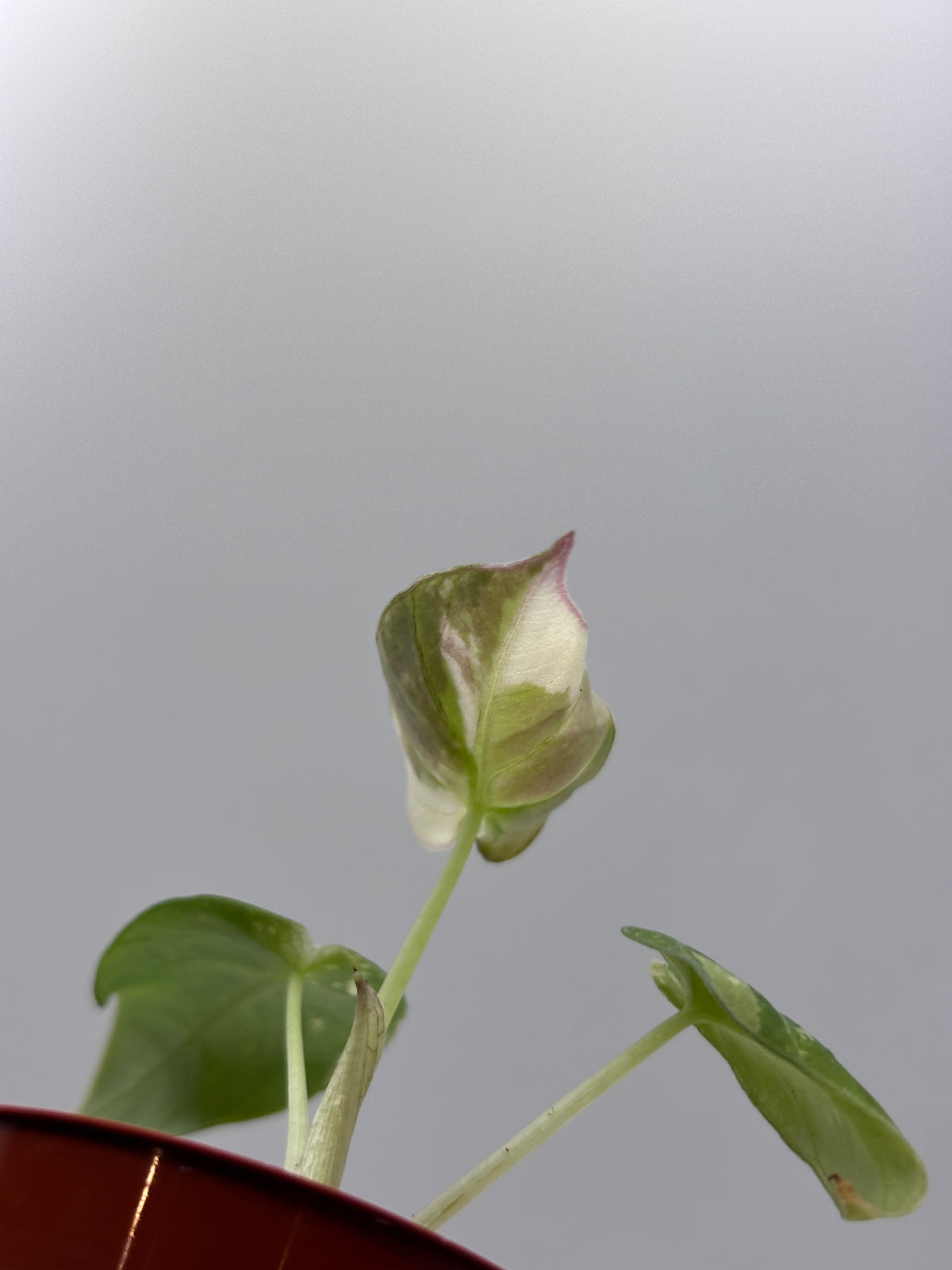Alocasia Black Velvet Pink Variegated #7 exact plant photo 6