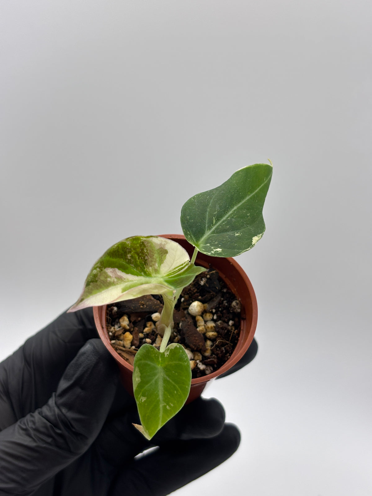 Alocasia Black Velvet Pink Variegated #7 exact plant photo 8