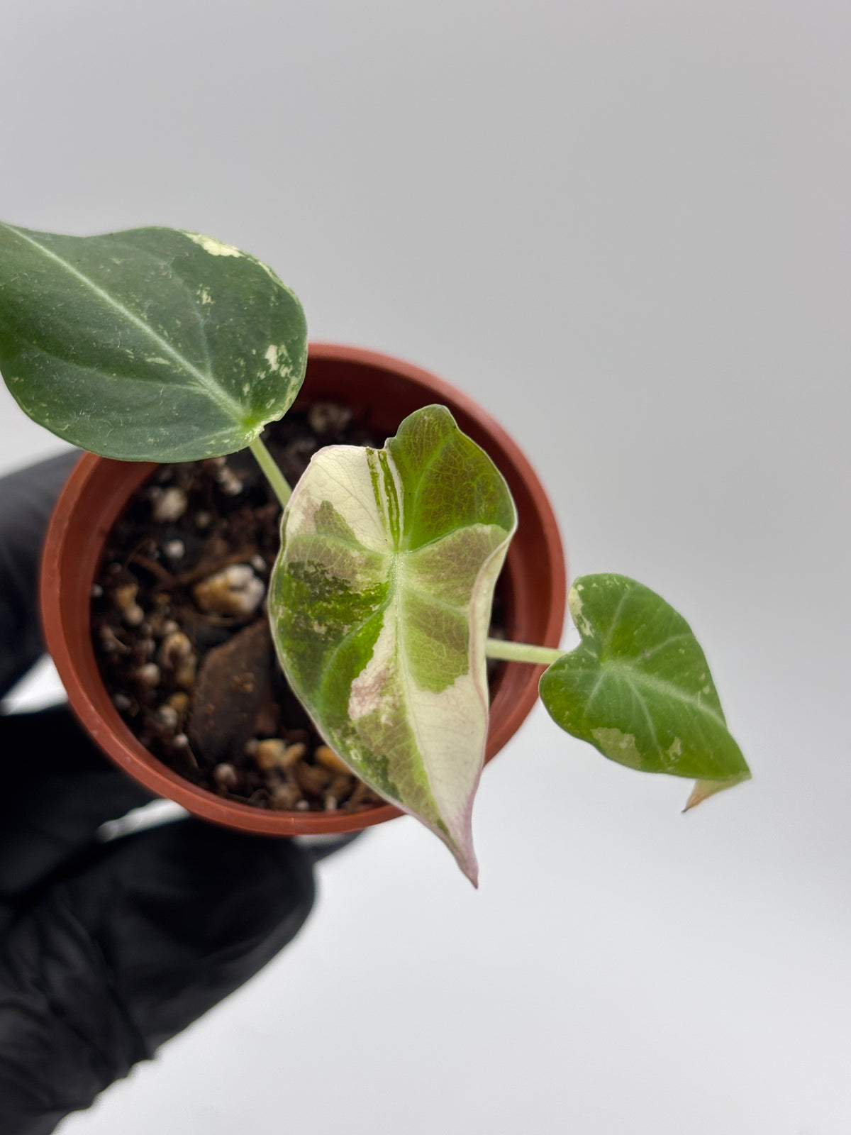 Alocasia Black Velvet Pink Variegated #7 exact plant photo 1