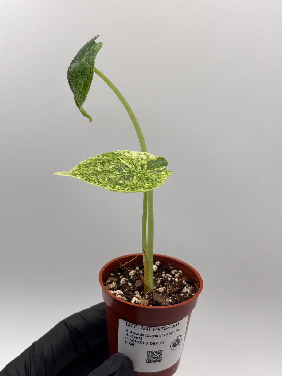 Alocasia Dragon Scale Mint Variegated #8 exact plant photo 3