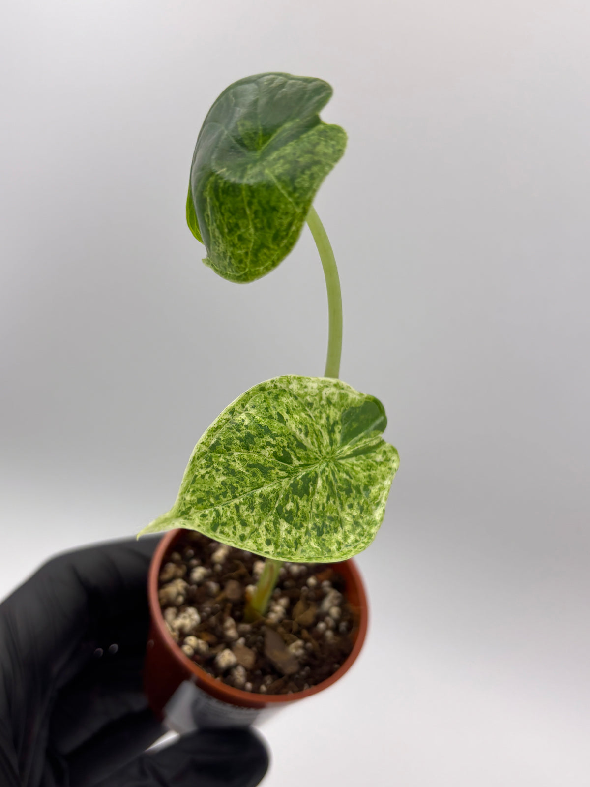 Alocasia Dragon Scale Mint Variegated #8 exact plant photo 4
