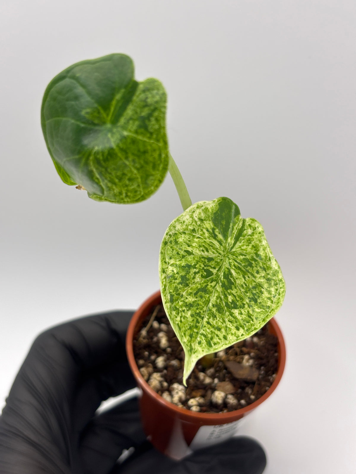 Alocasia Dragon Scale Mint Variegated #8 exact plant photo 5
