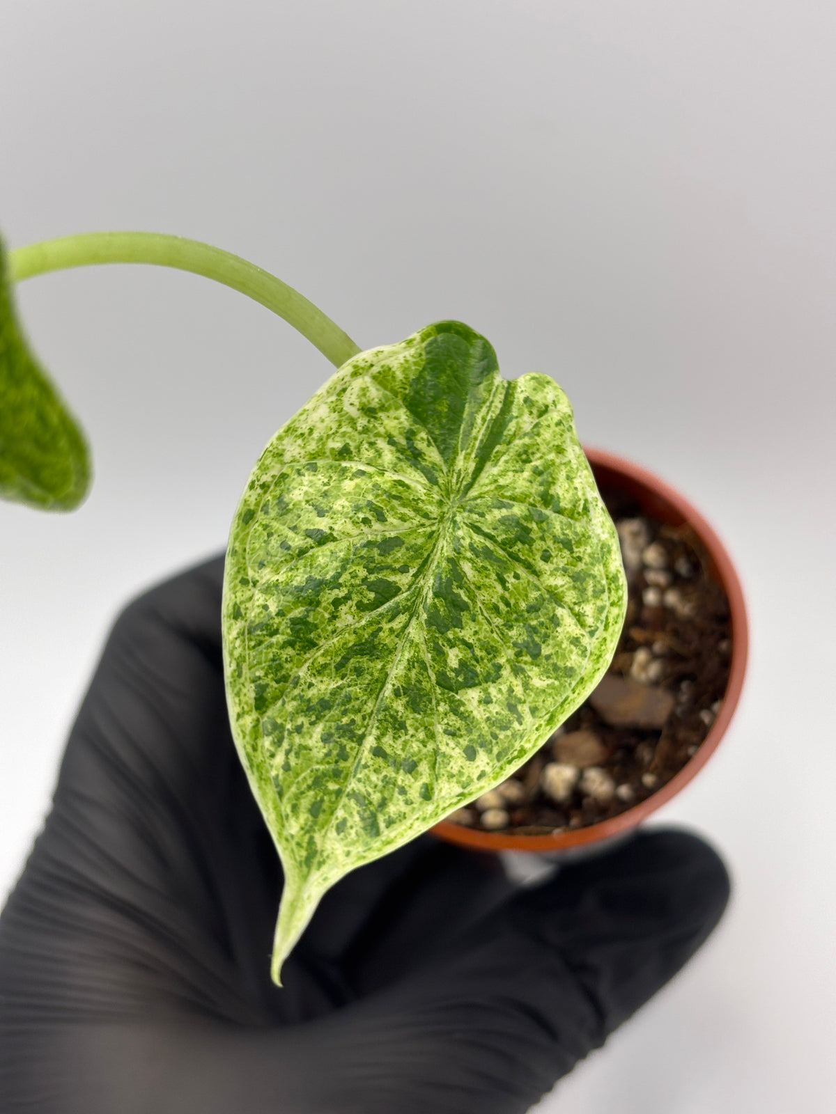 Alocasia Dragon Scale Mint Variegated #8 exact plant photo 1