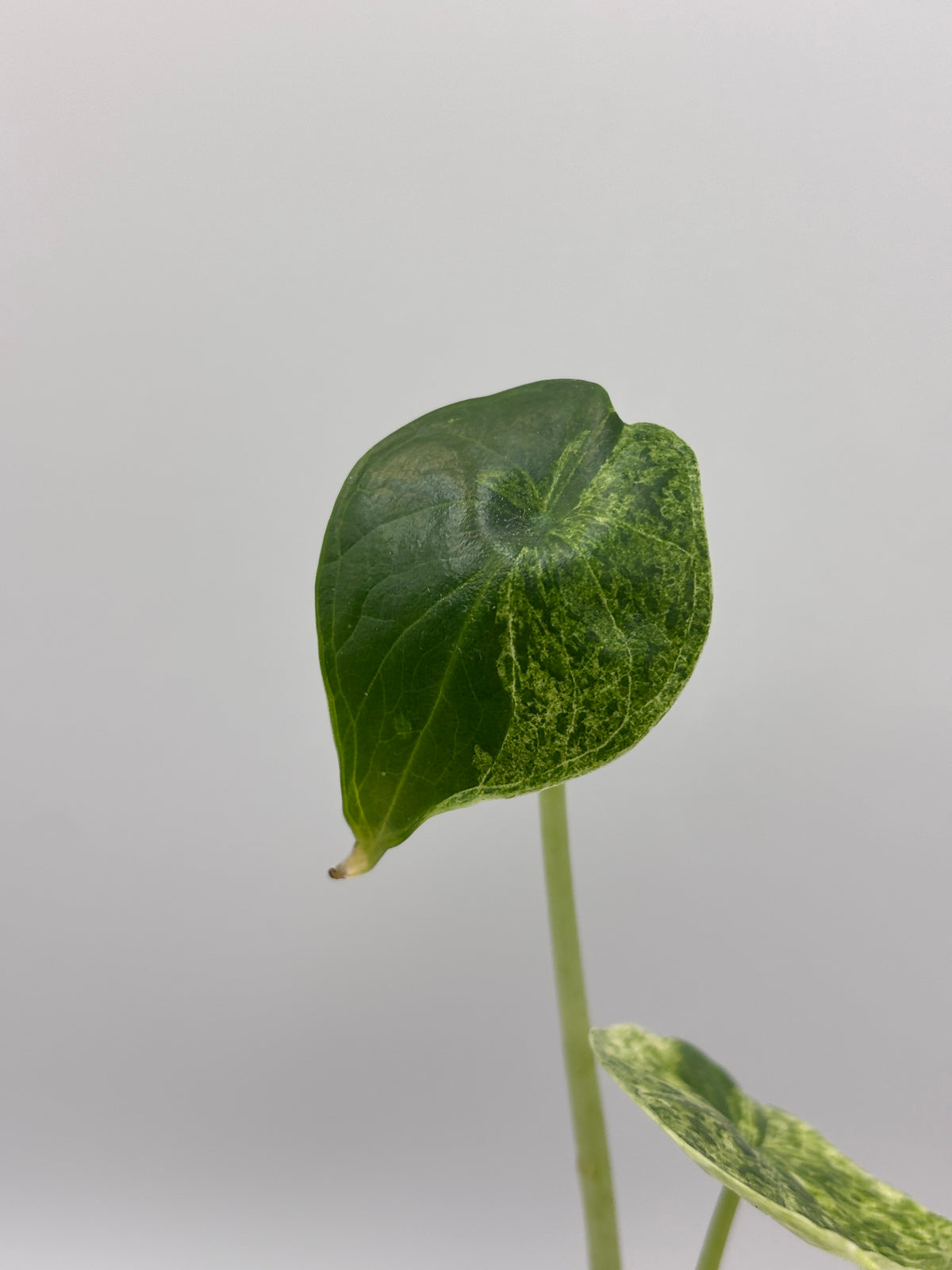 Alocasia Dragon Scale Mint Variegated #8 exact plant photo 6