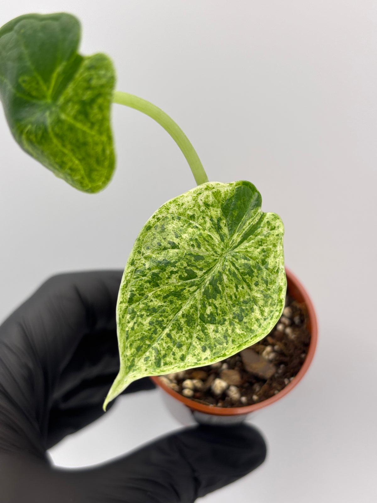 Alocasia Dragon Scale Mint Variegated #8 exact plant photo 2