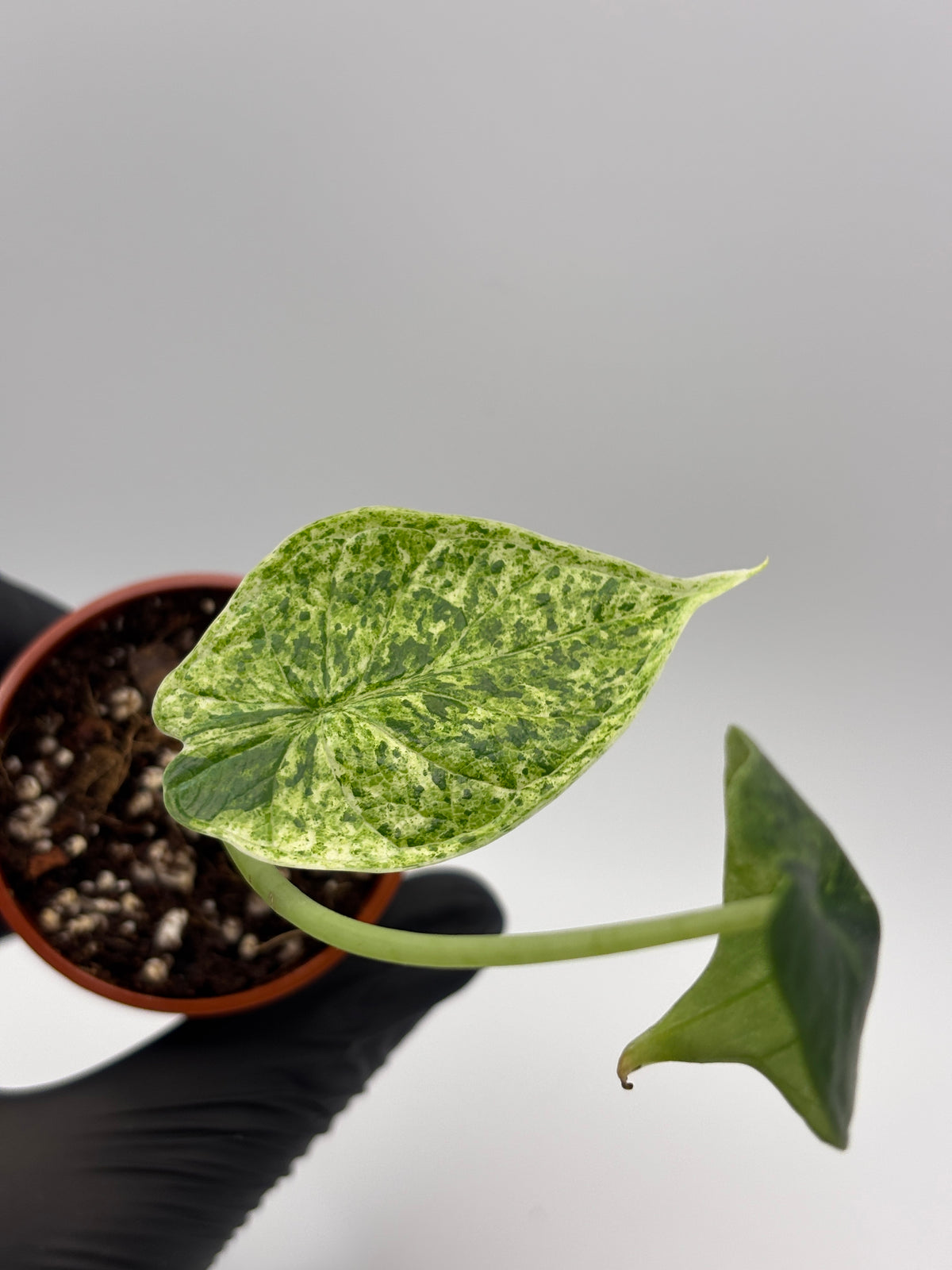 Alocasia Dragon Scale Mint Variegated #8 exact plant photo 7