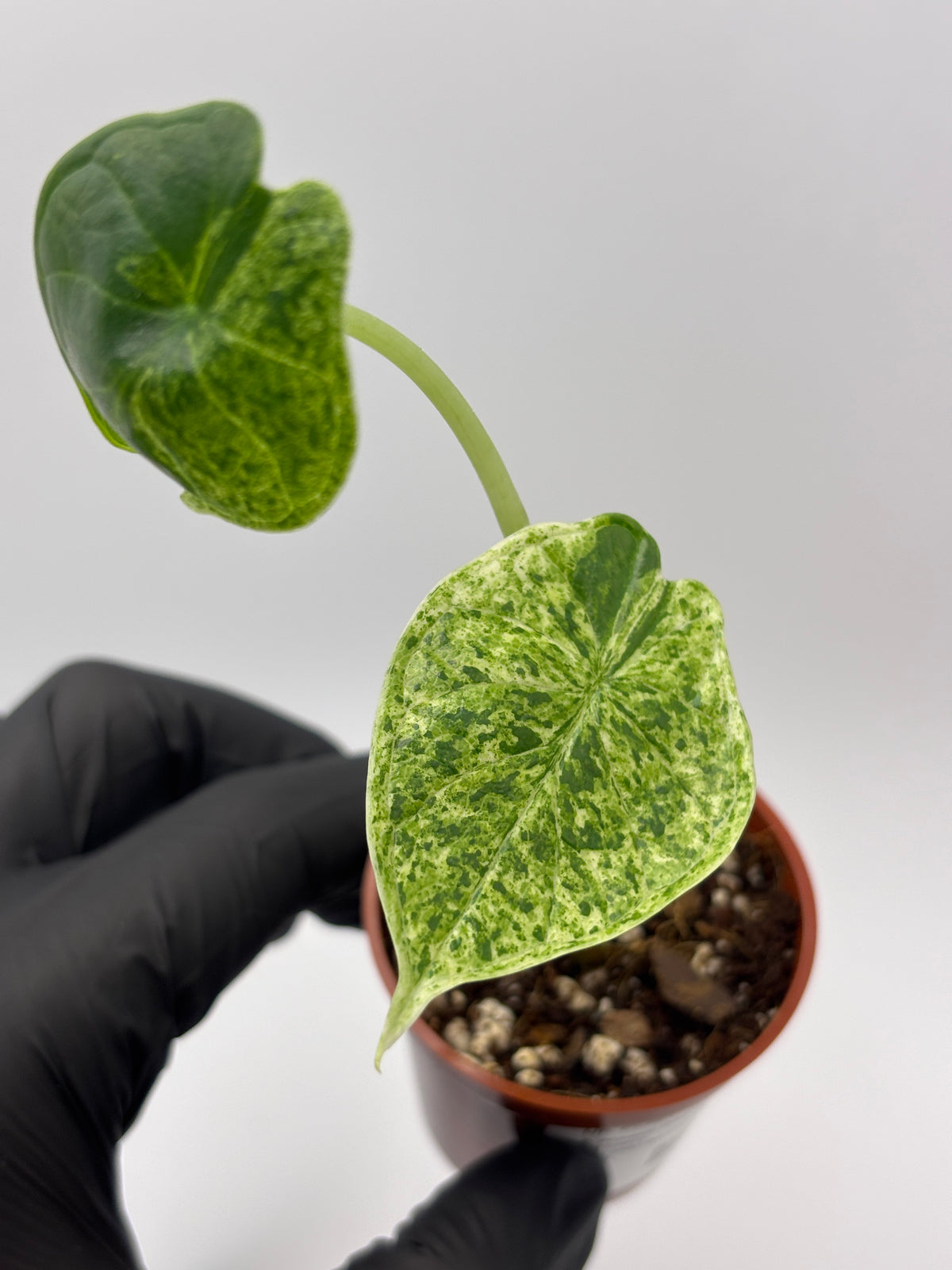 Alocasia Dragon Scale Mint Variegated #8 exact plant photo 8