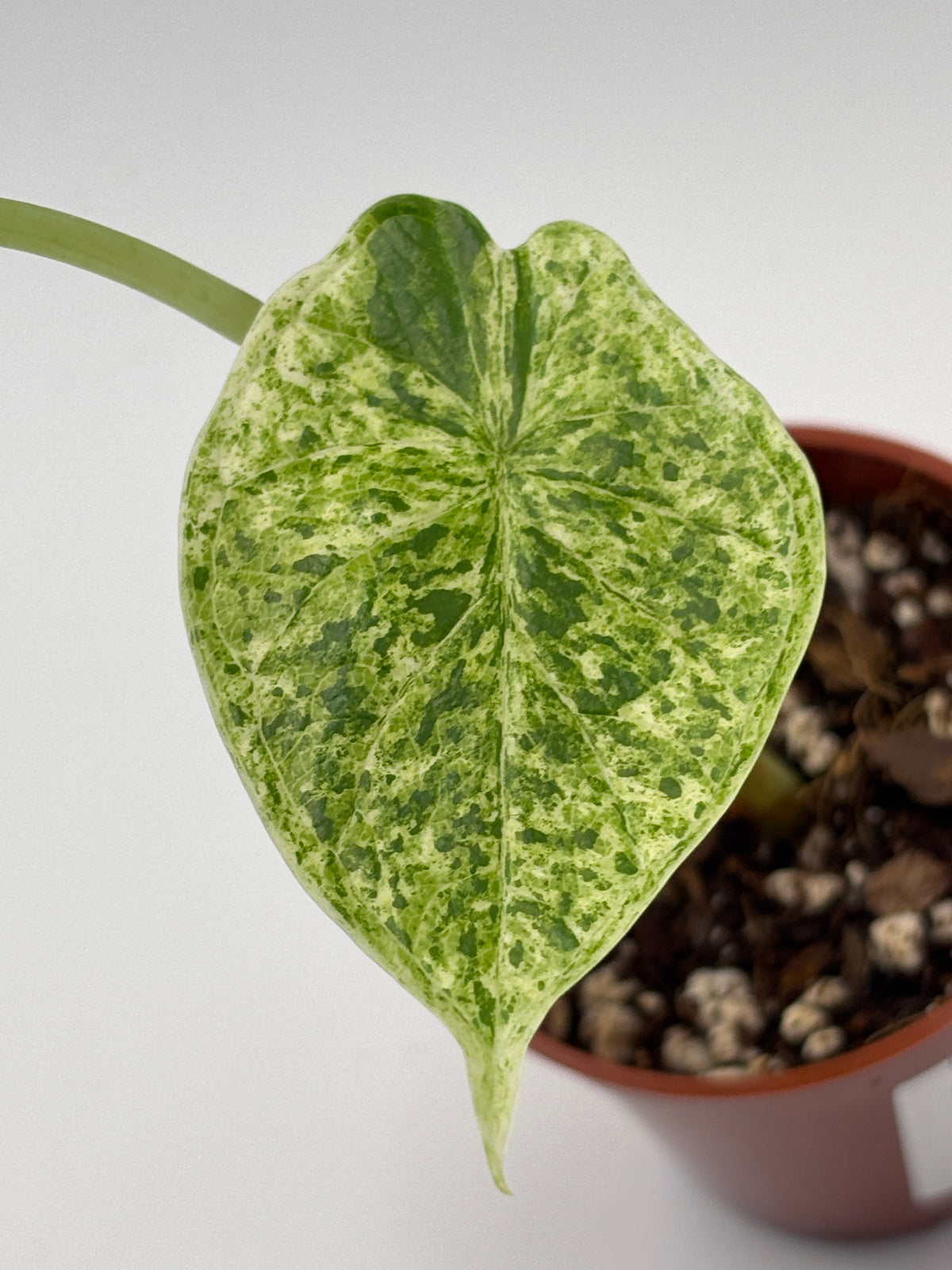 Alocasia Dragon Scale Mint Variegated #8 exact plant photo 9