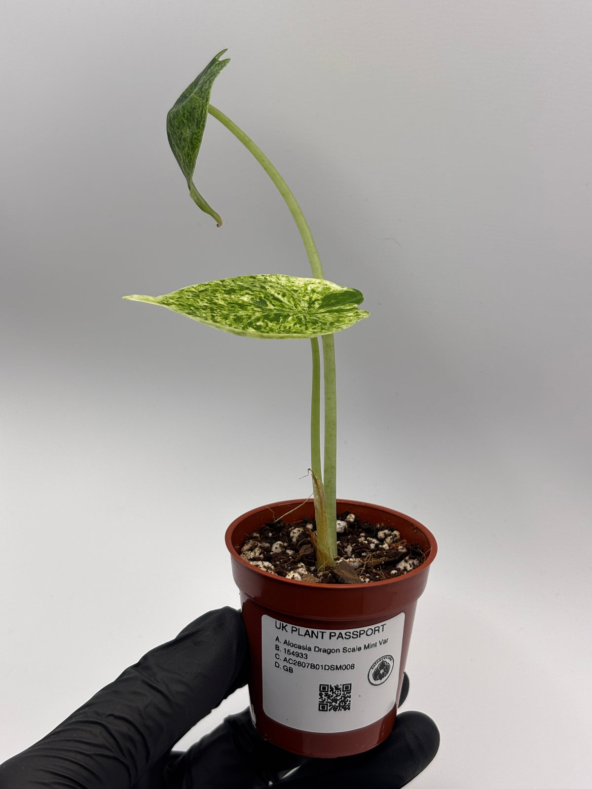 Alocasia Dragon Scale Mint Variegated #8 exact plant photo 10