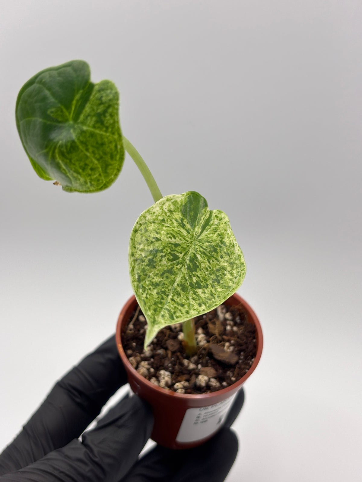 Alocasia Dragon Scale Mint Variegated #8 exact plant photo 11