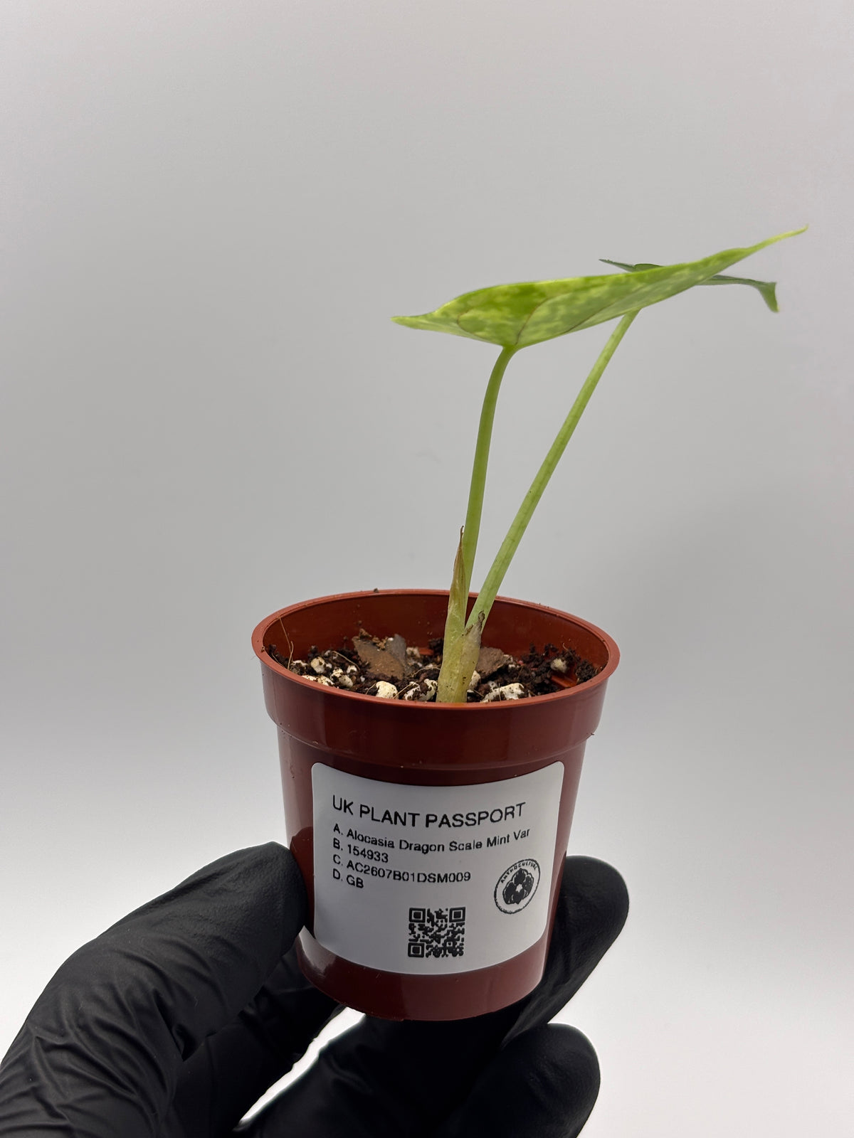 Alocasia Dragon Scale Mint Variegated #9 exact plant photo 8