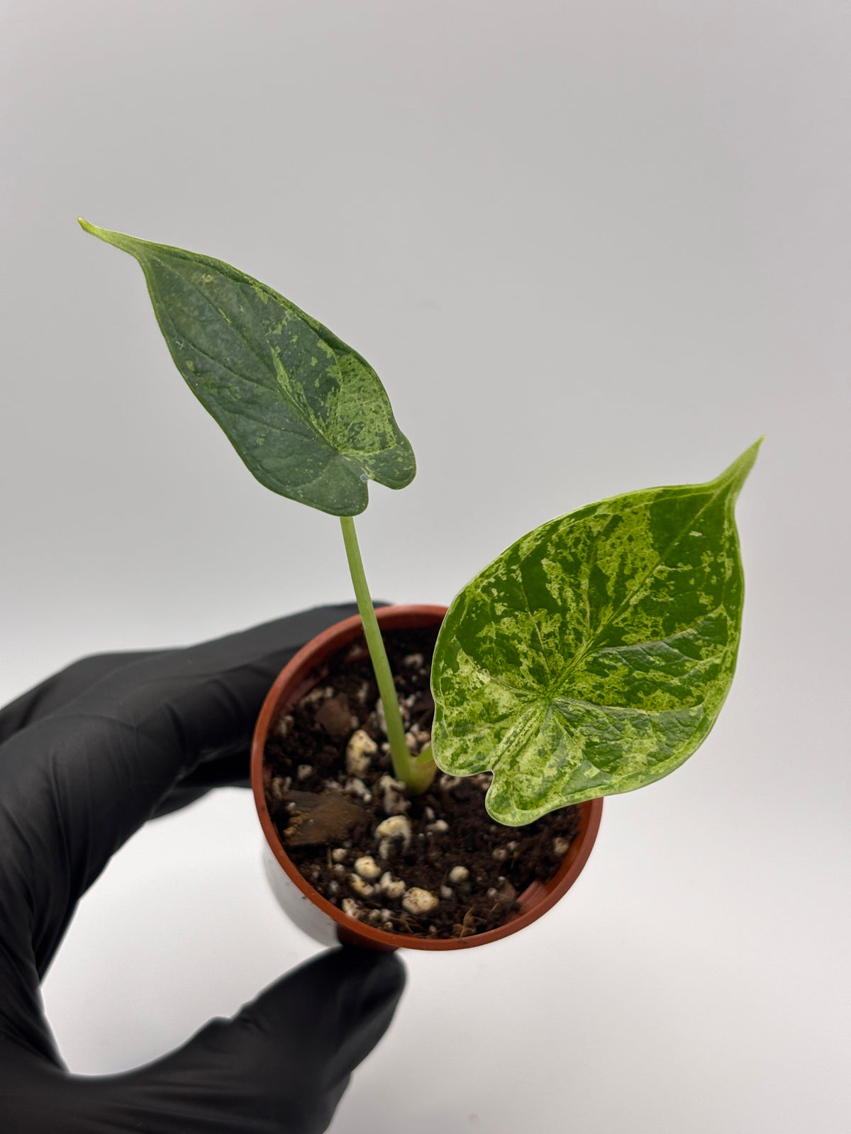Alocasia Dragon Scale Mint Variegated #9 exact plant photo 2