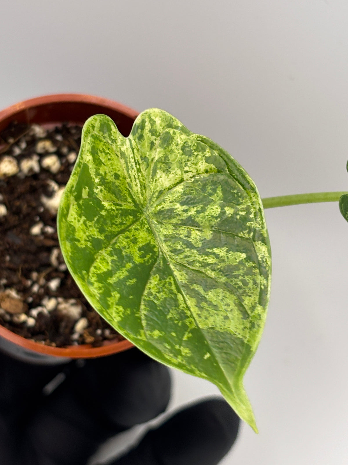 Alocasia Dragon Scale Mint Variegated #9 exact plant photo 1