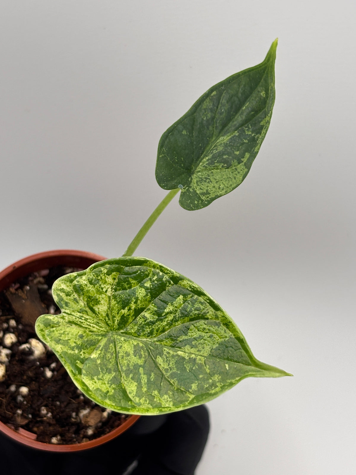 Alocasia Dragon Scale Mint Variegated #9 exact plant photo 4