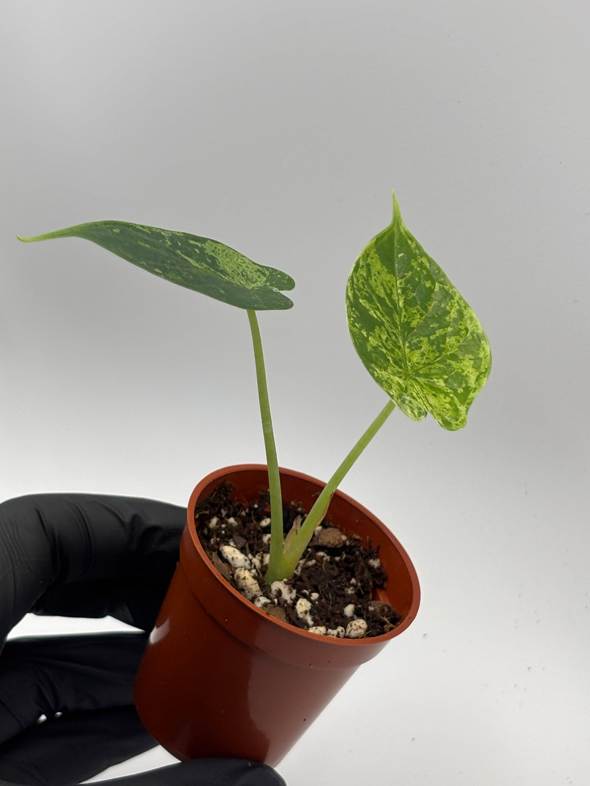 Alocasia Dragon Scale Mint Variegated #9 exact plant photo 3